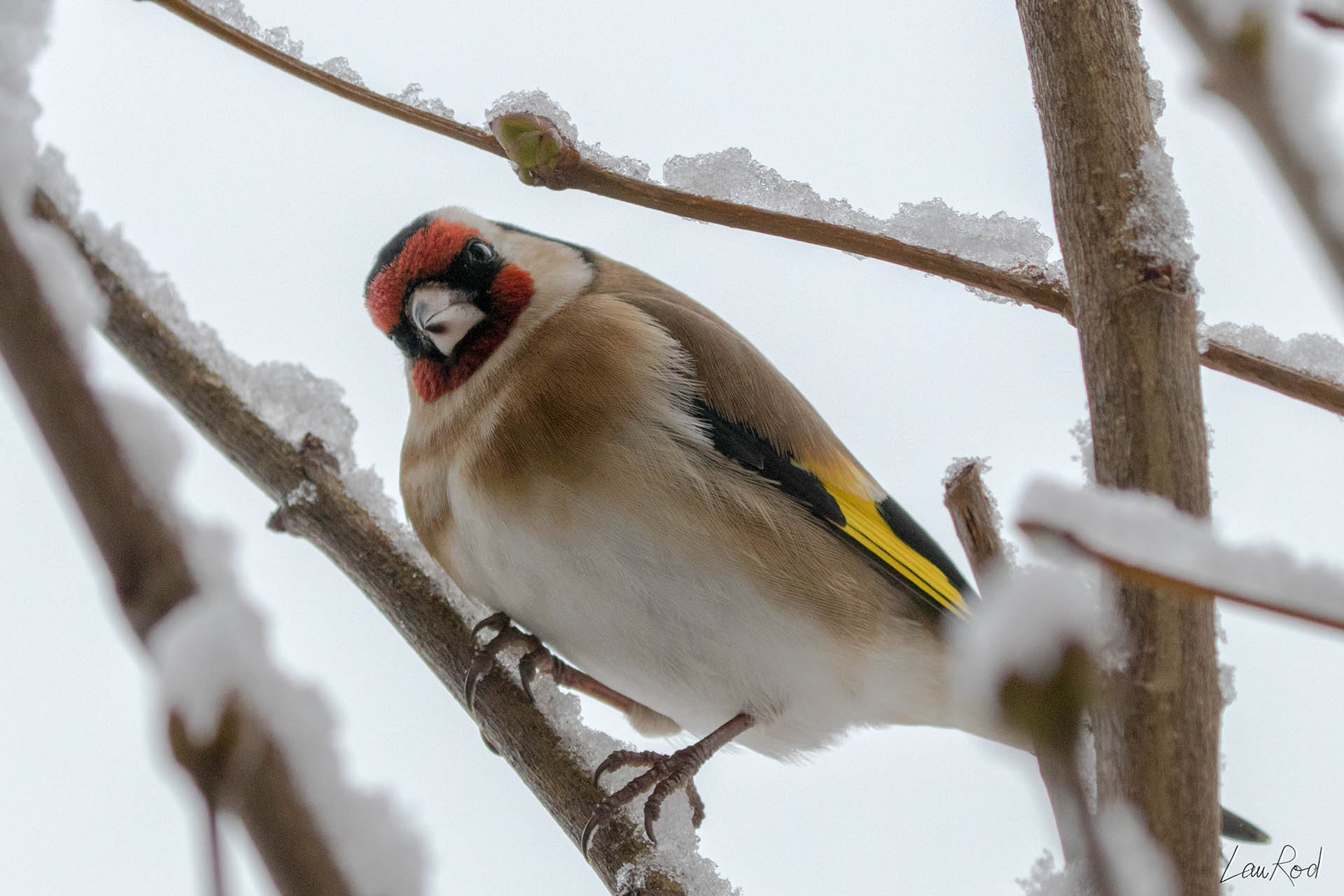 Chardonneret élégant  - OBJ019