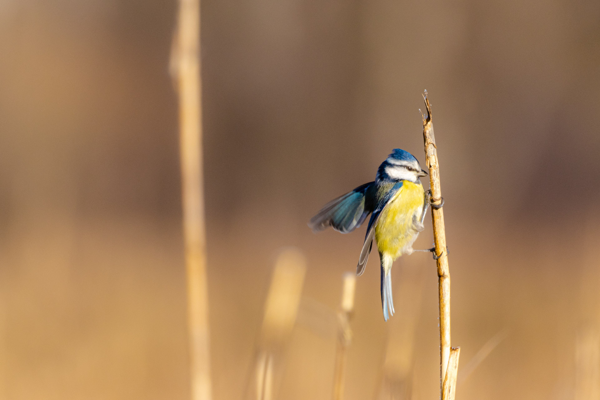 Mésange bleue - OBJ045
