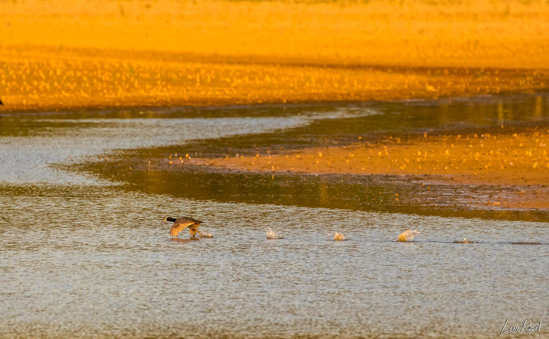 Foulque macroule - OE 027