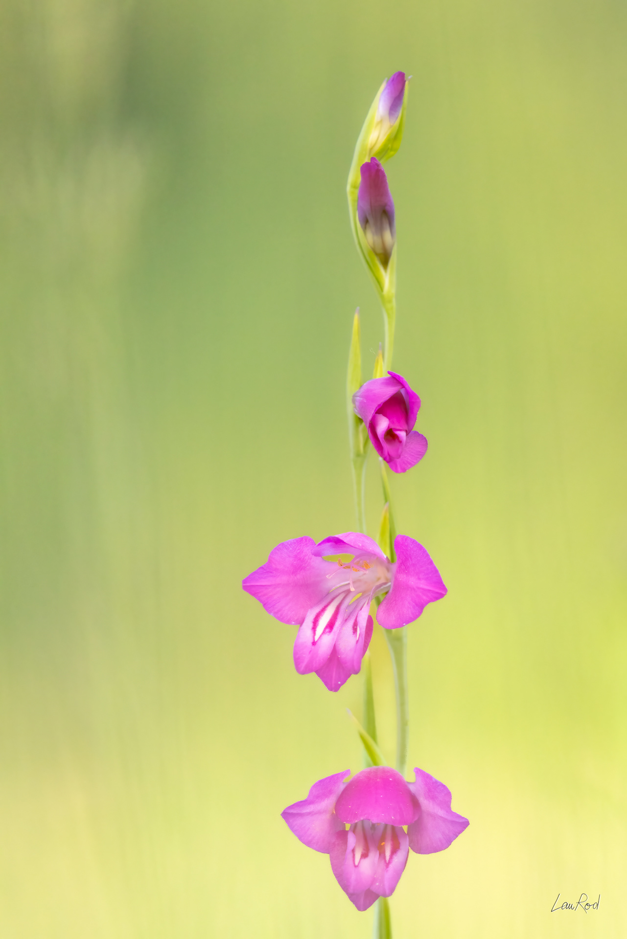 Glaïeul des marais - F148
