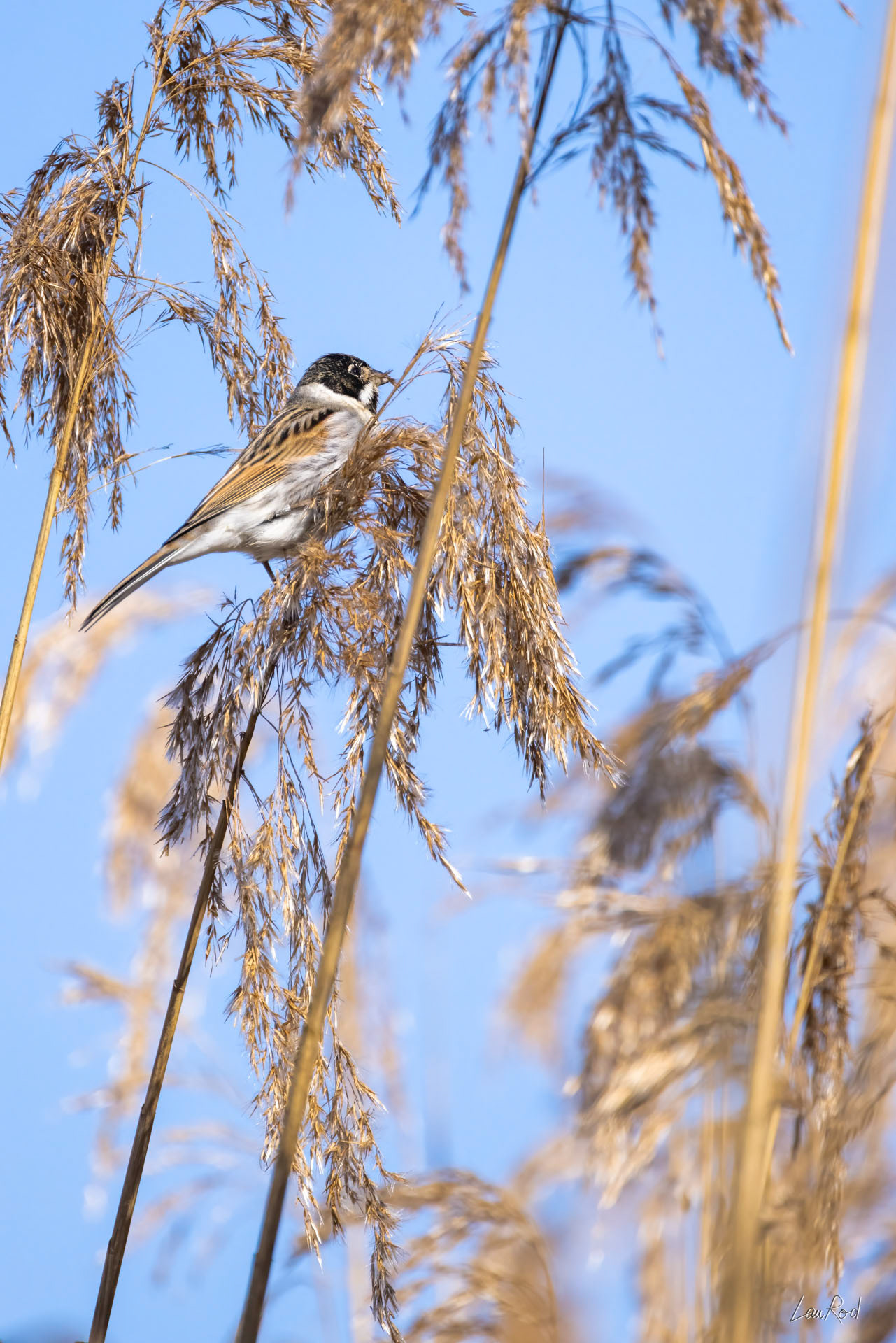 Bruant des roseaux - OE098