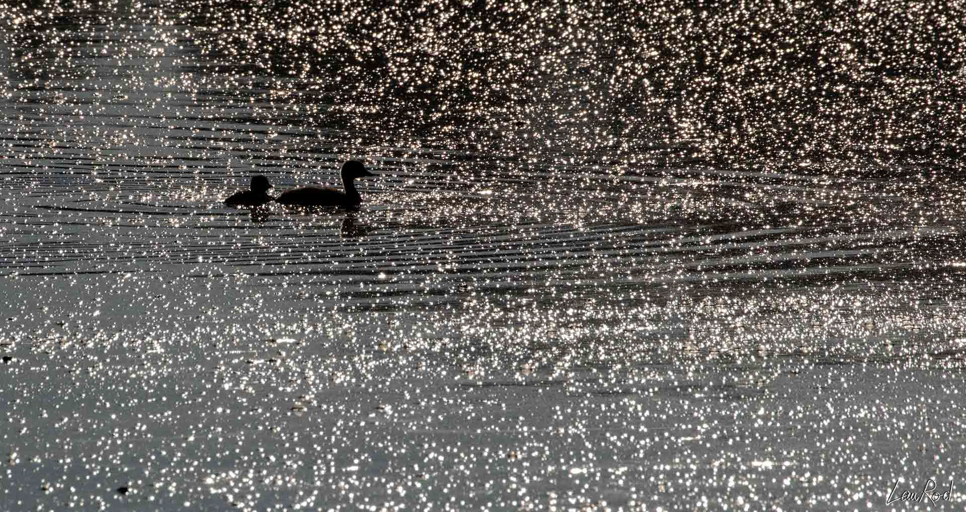 Grèbes huppés - OE 016