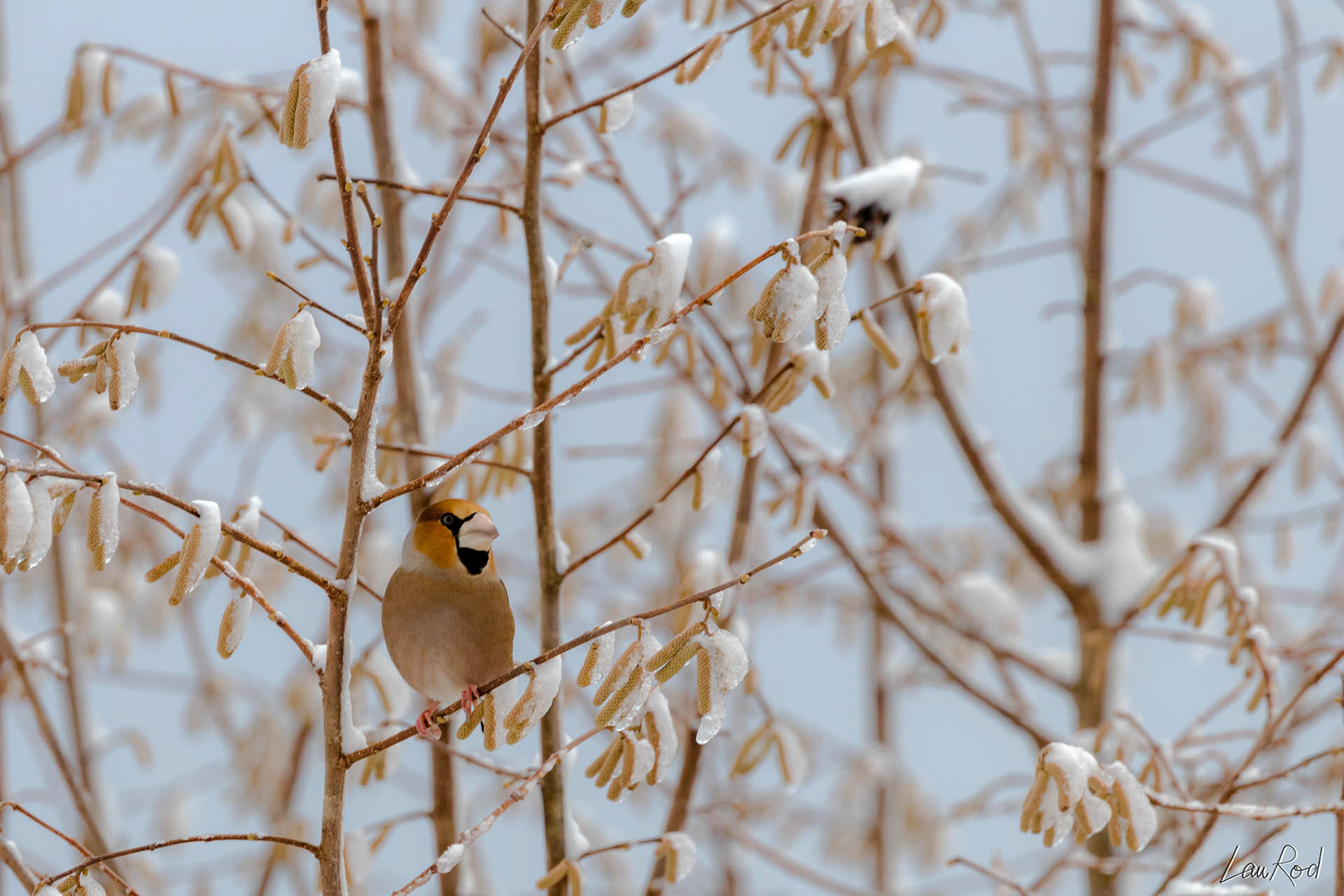 Gros-bec casse-noyau  - OBJ015