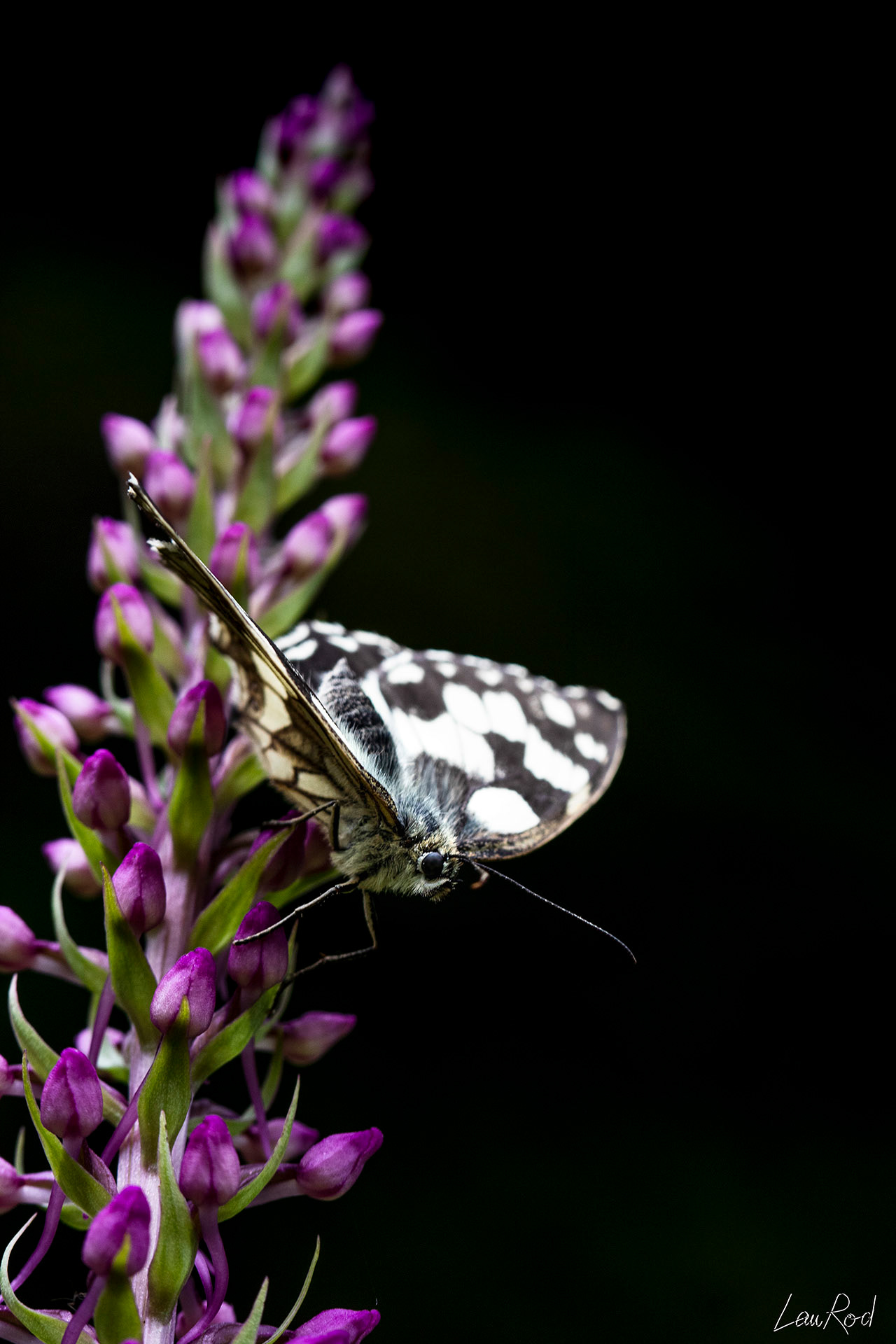 Orchis moucheron ornée d'un papillon demi-deuil - F059
