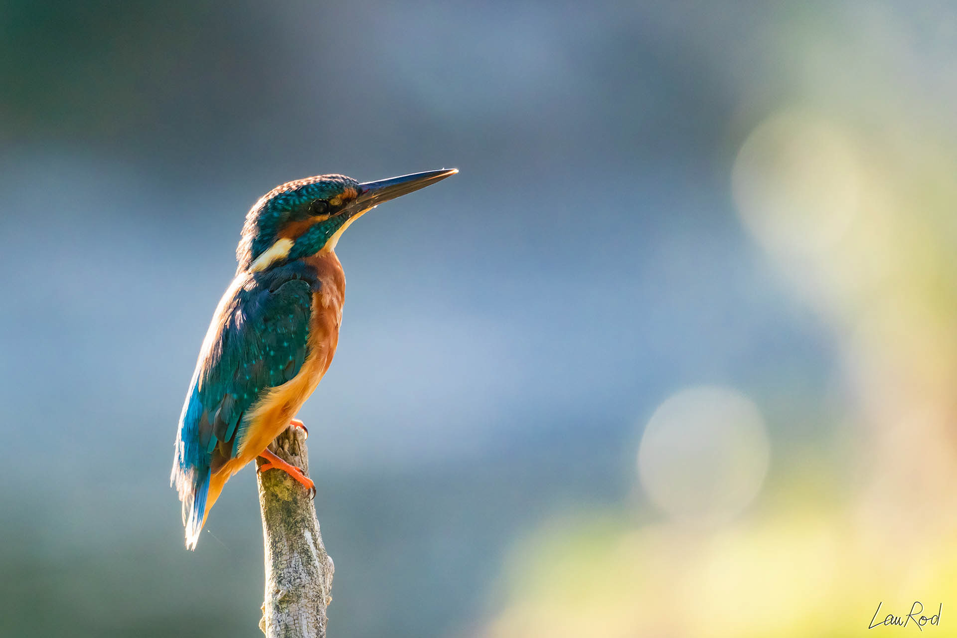 Martin pêcheur - OE 009