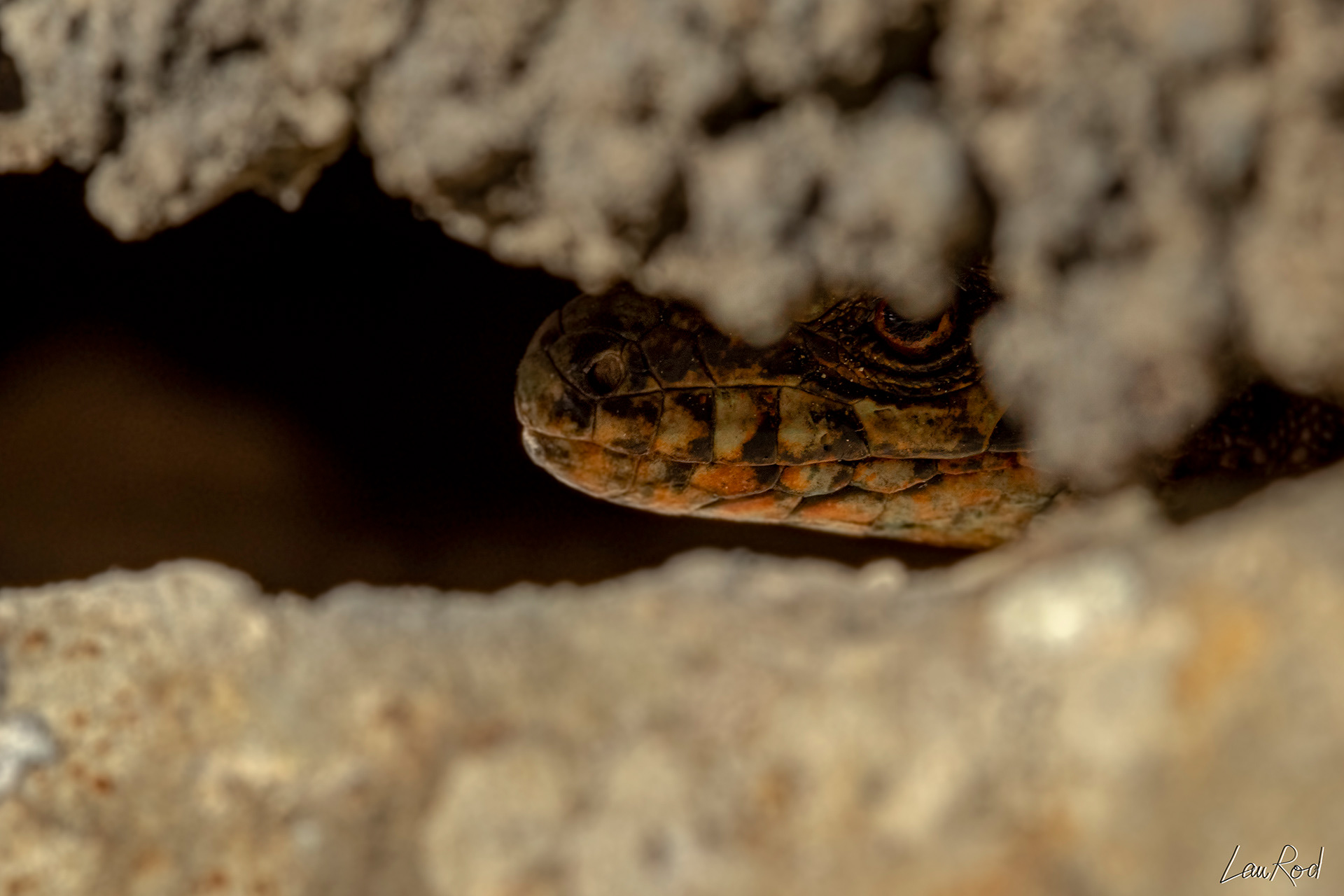 Lézard des murailles - DHJ020