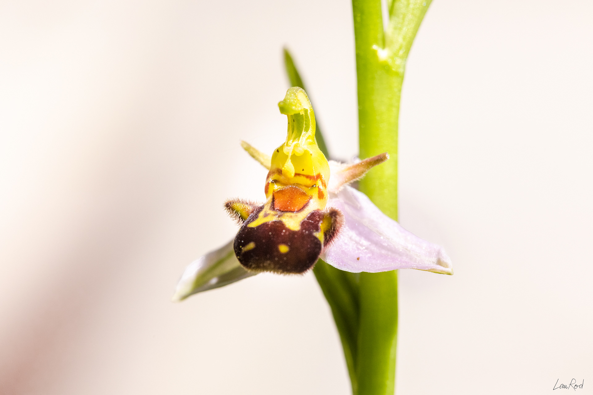 Ophrys abeille - F091