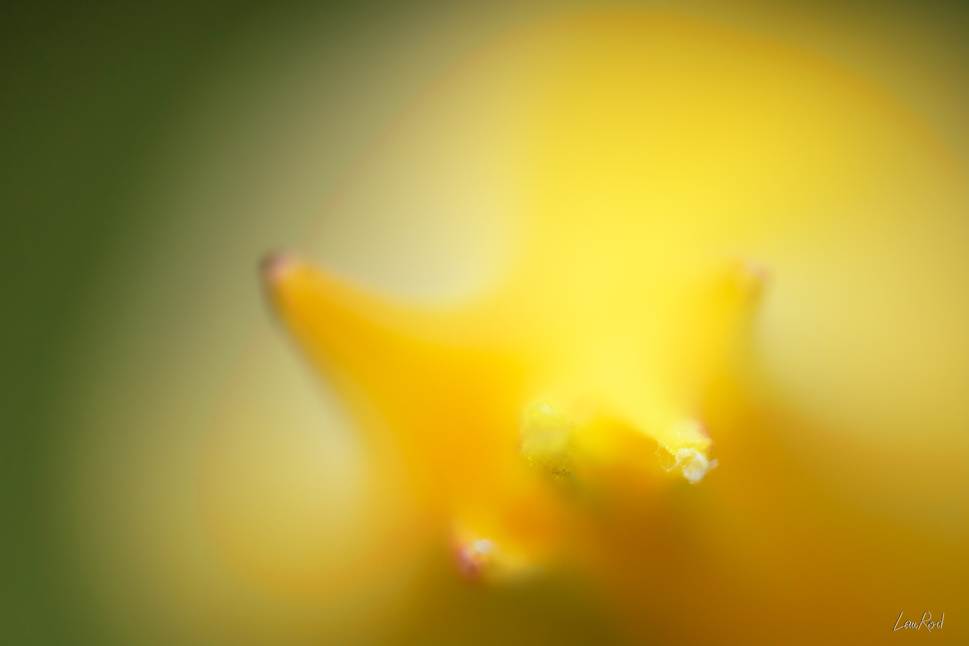 Tulipe de vigne - Mac27