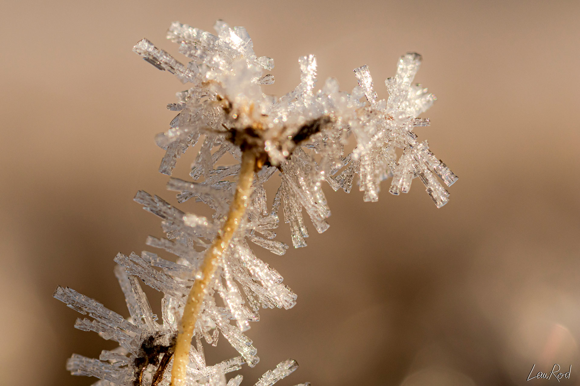 Cristaux sur ombellifère - F018