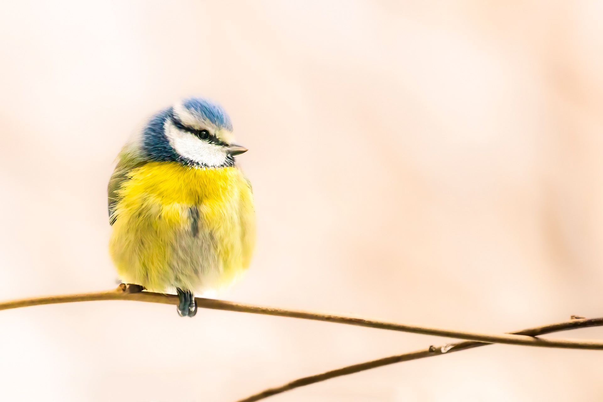 Mésange bleue - OBJ042Bis