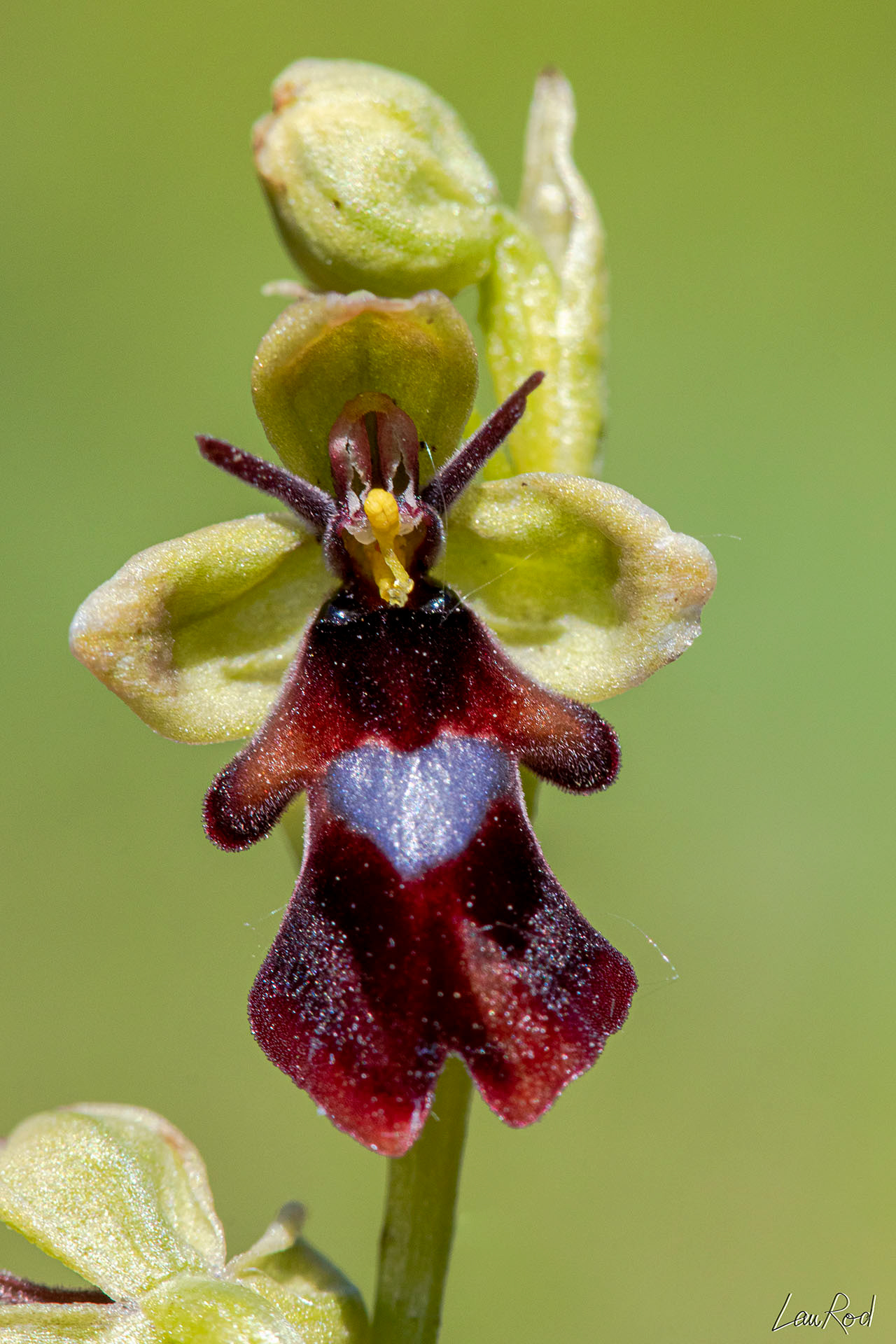 Ophrys mouche - F045