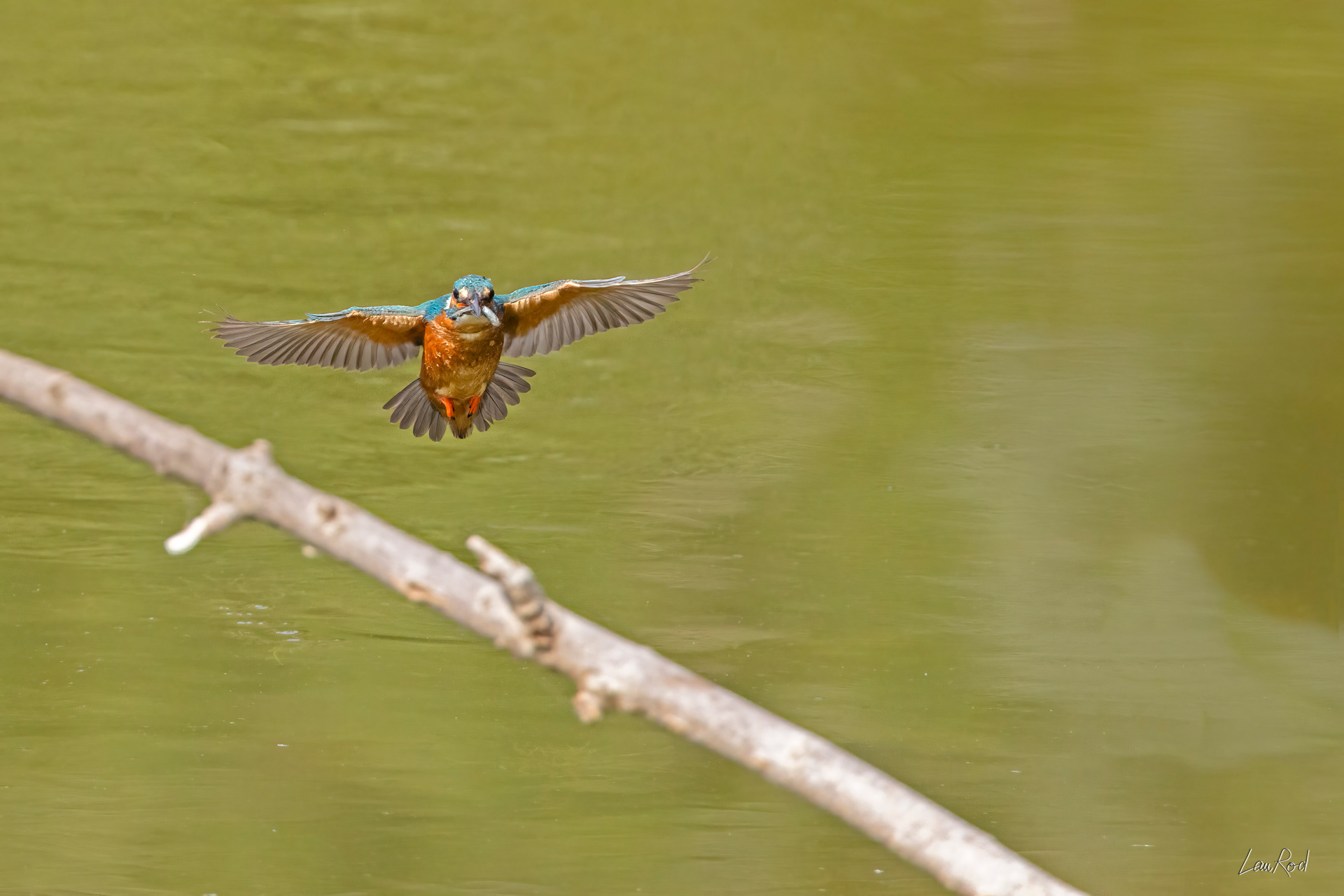 Martin pêcheur - OE 107