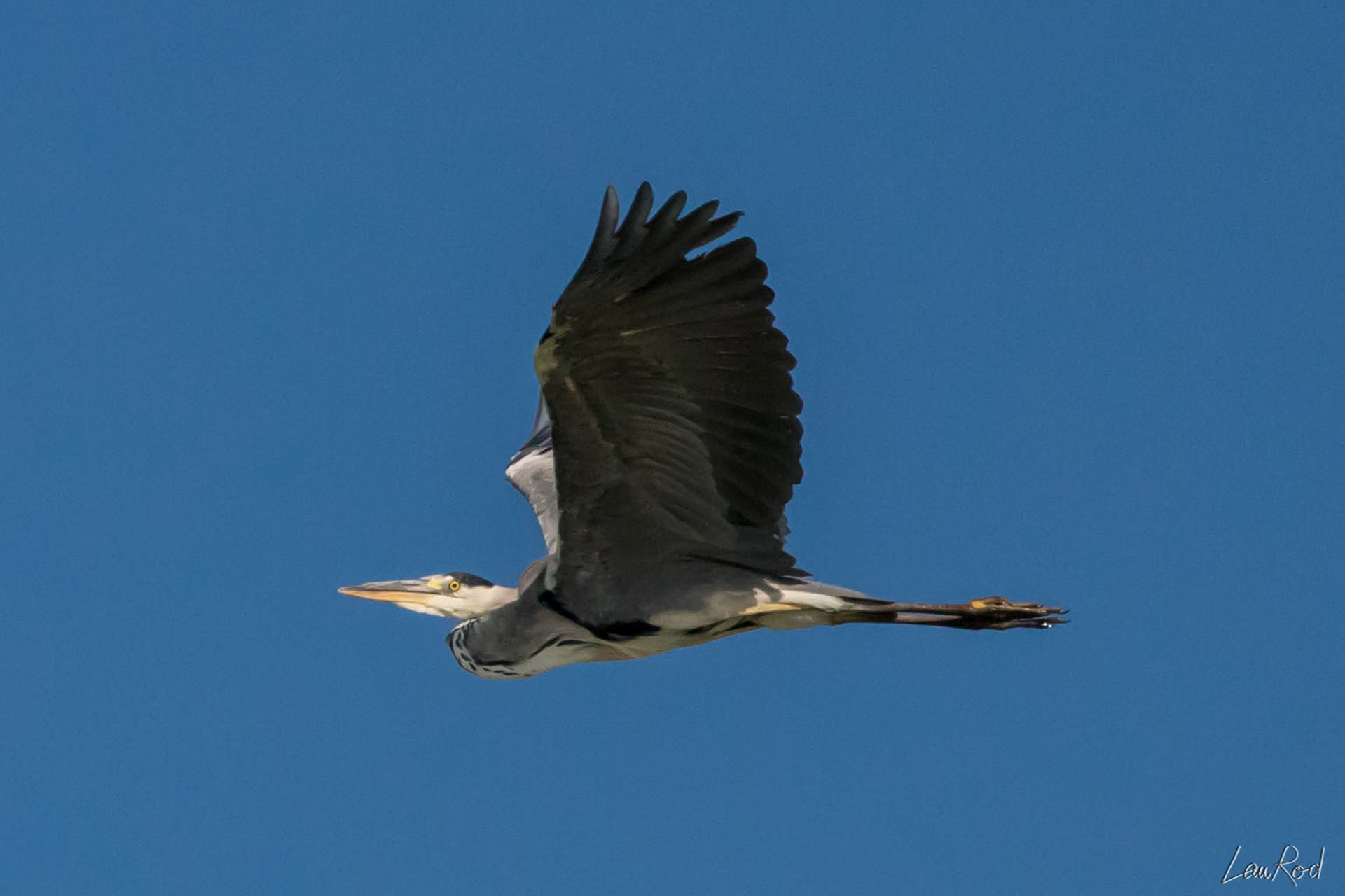 Héron cendré - OE 024