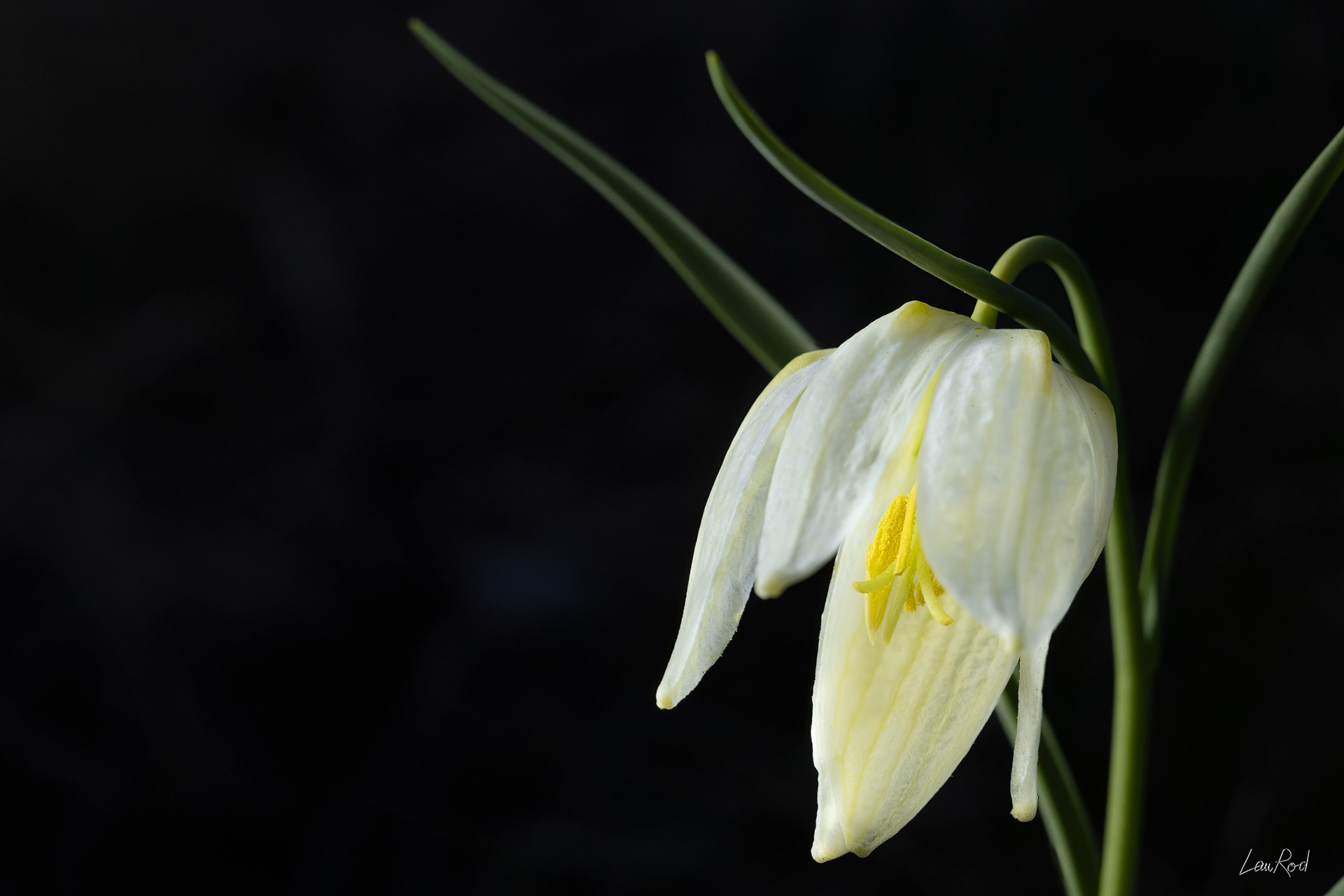 Fritillaire pintade blanche - F135