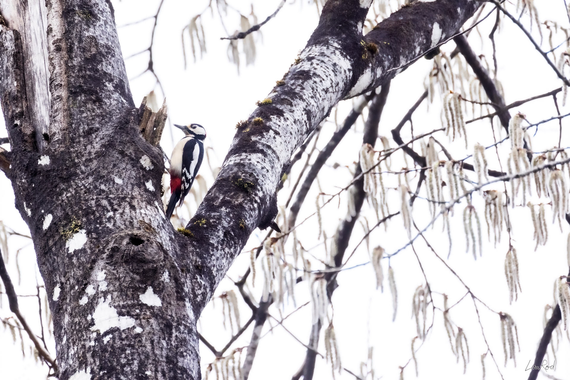 Pic épeiche - OBJ131