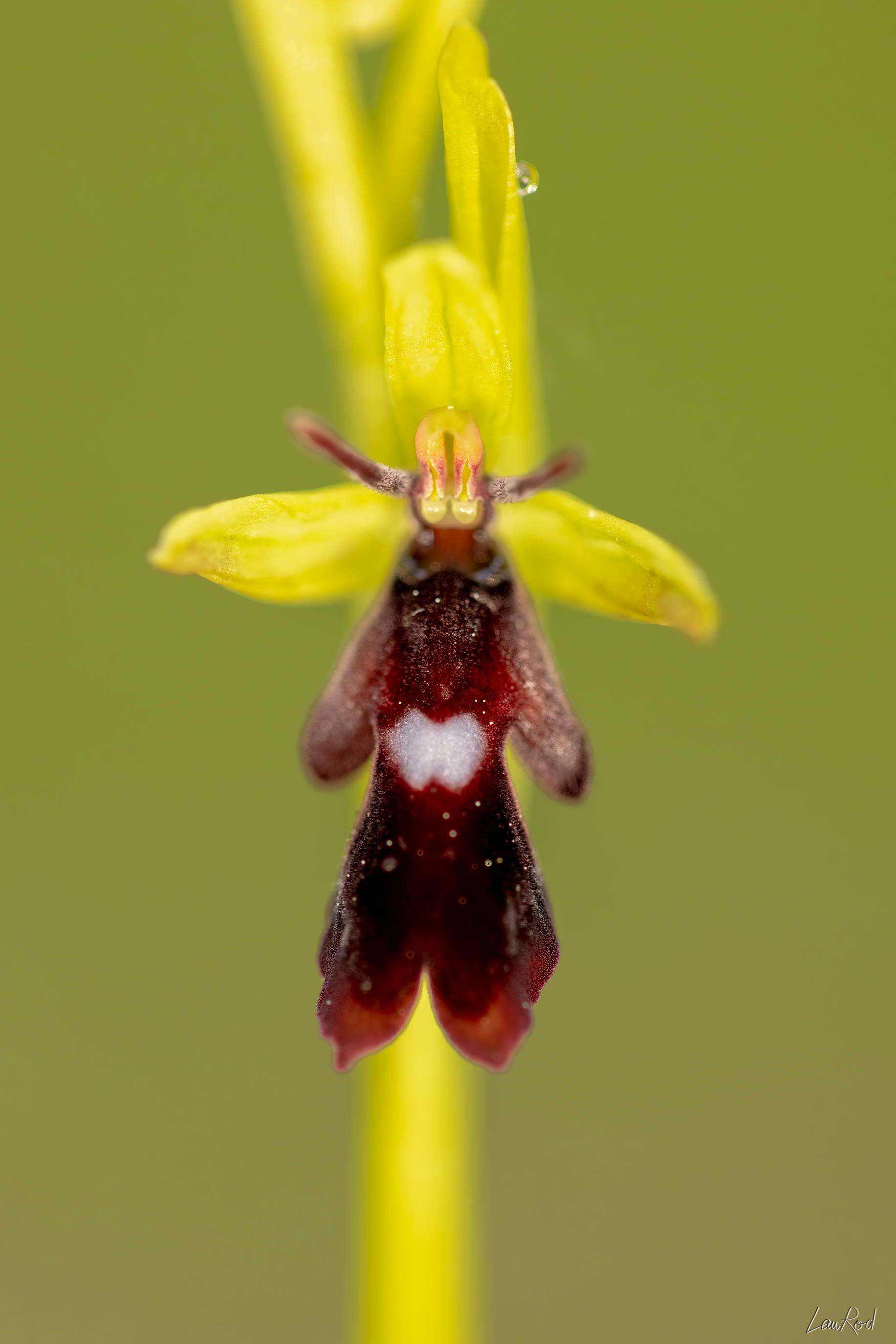 Ophrys mouche - F090