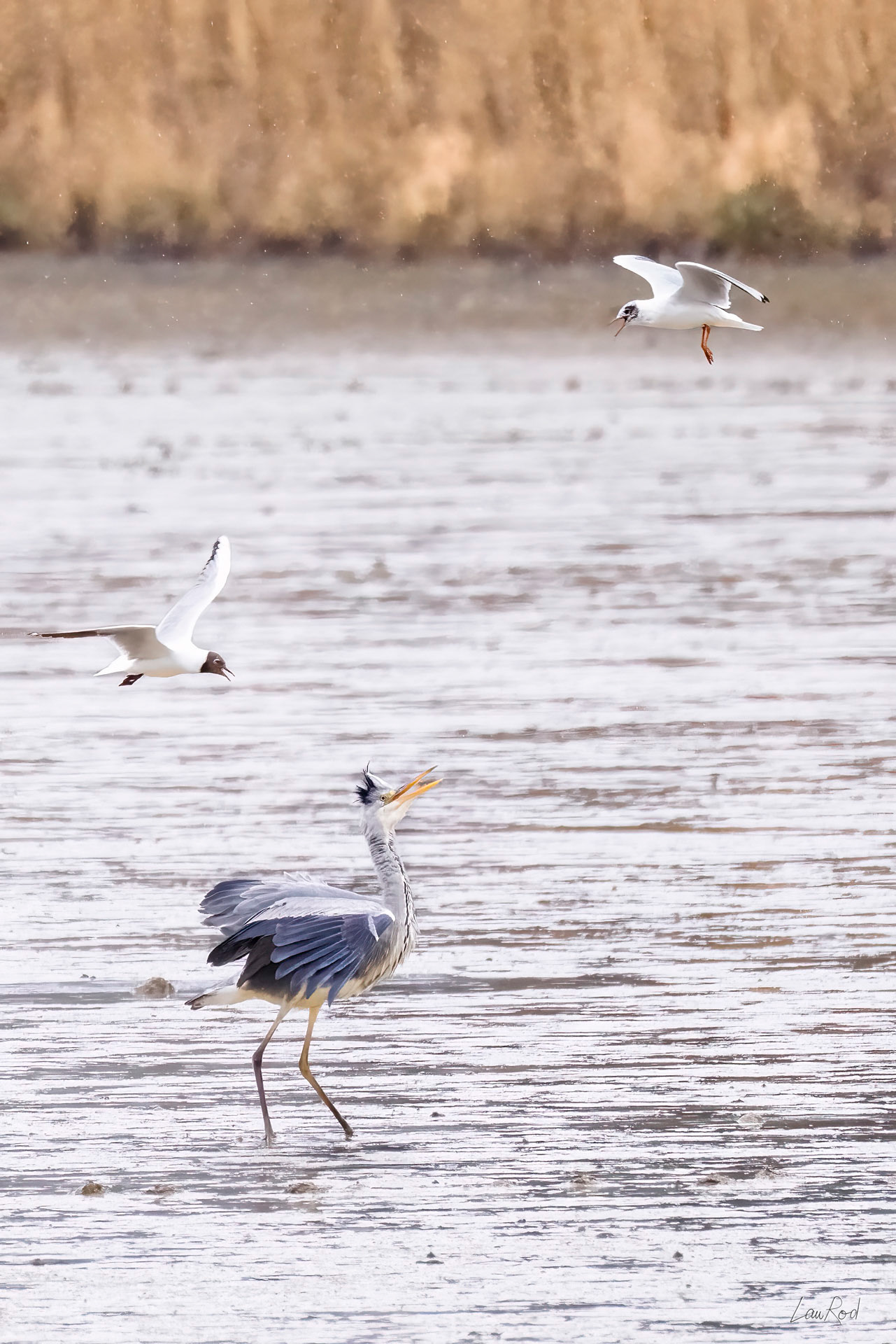 Héron cendré et mouettes - OE105