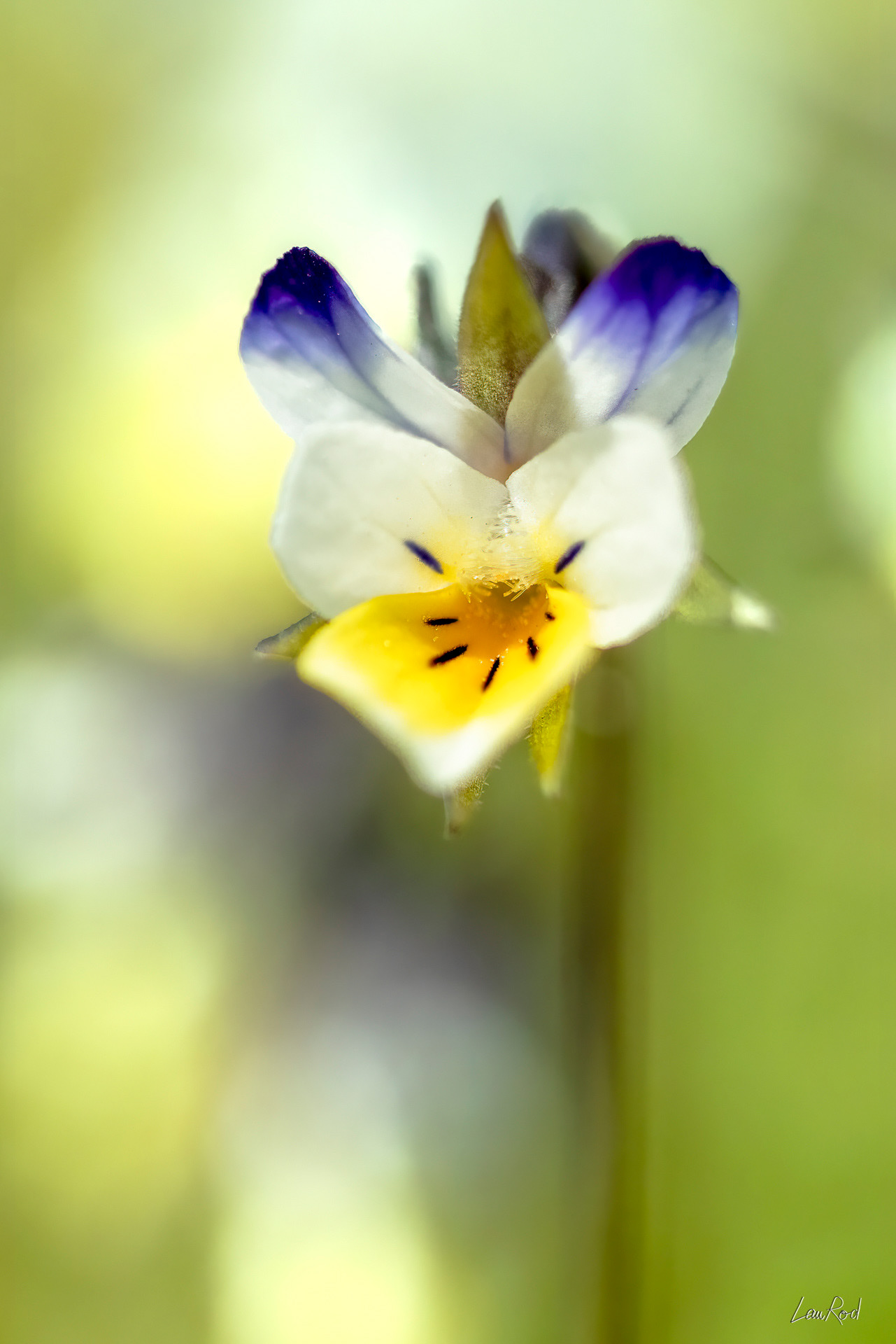 Pensée des champs - F113