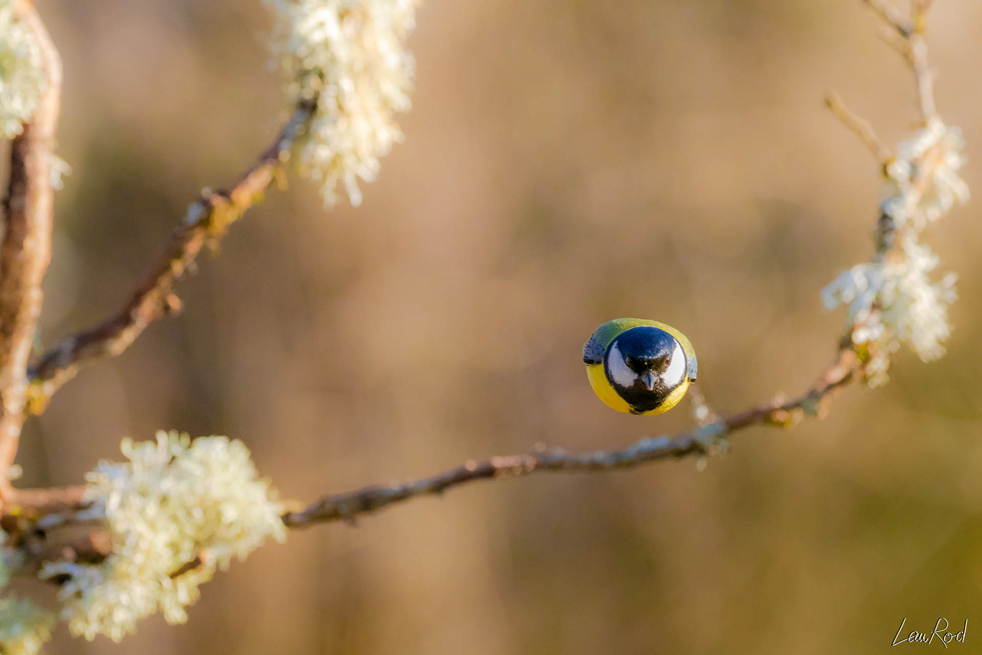 Mésange charbonnière - OBJ003