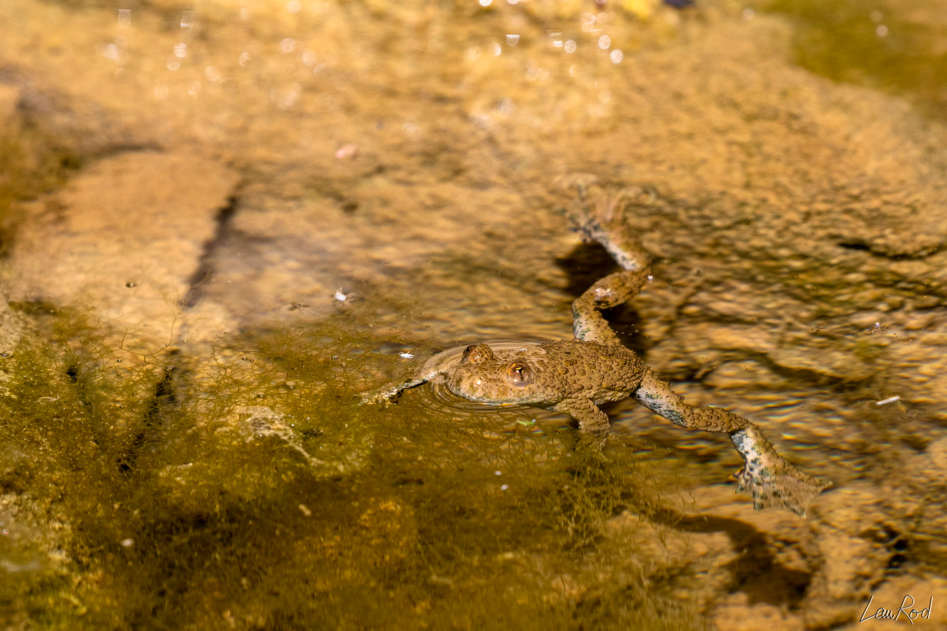 Sonneur à ventre jaune - DHJ024