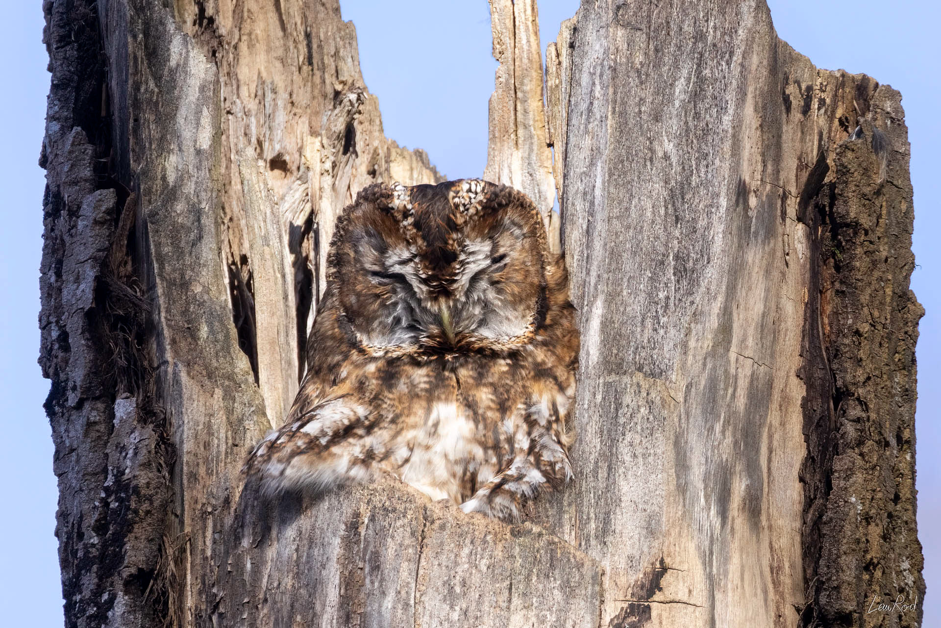 Chouette hulotte - OBJ129