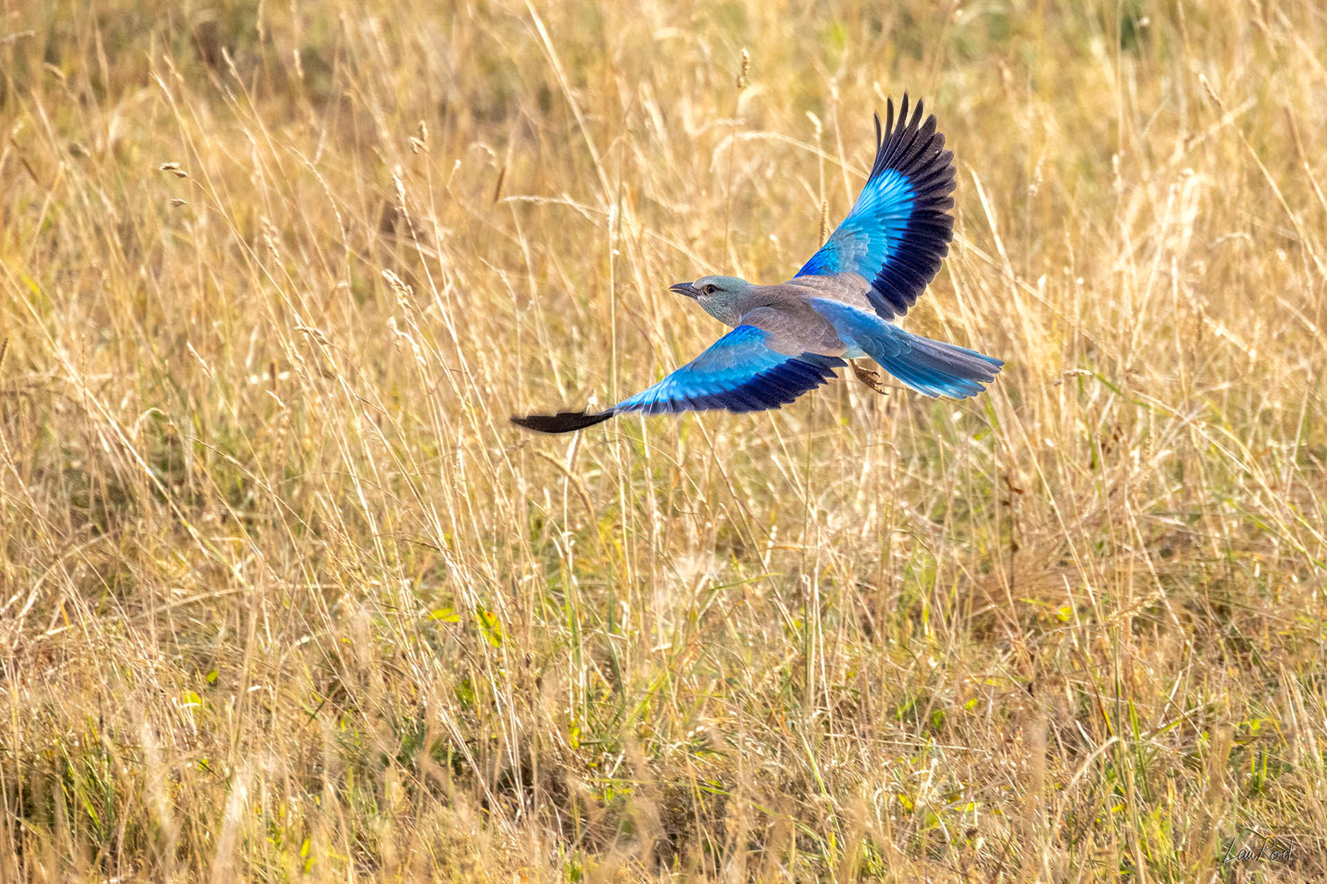 Rollier d'Europe - OBJ119