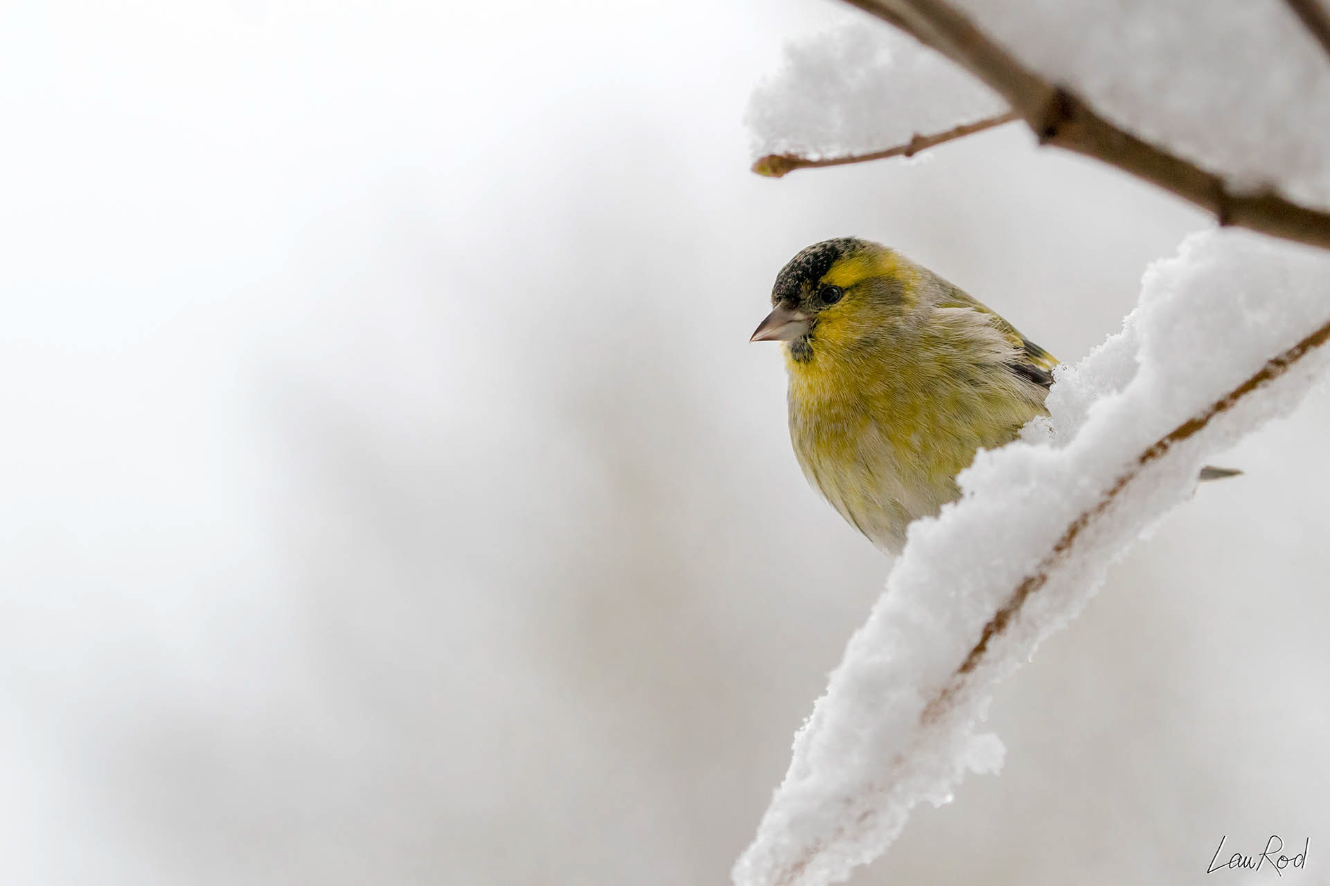 Tarin des aulnes  - OBJ018