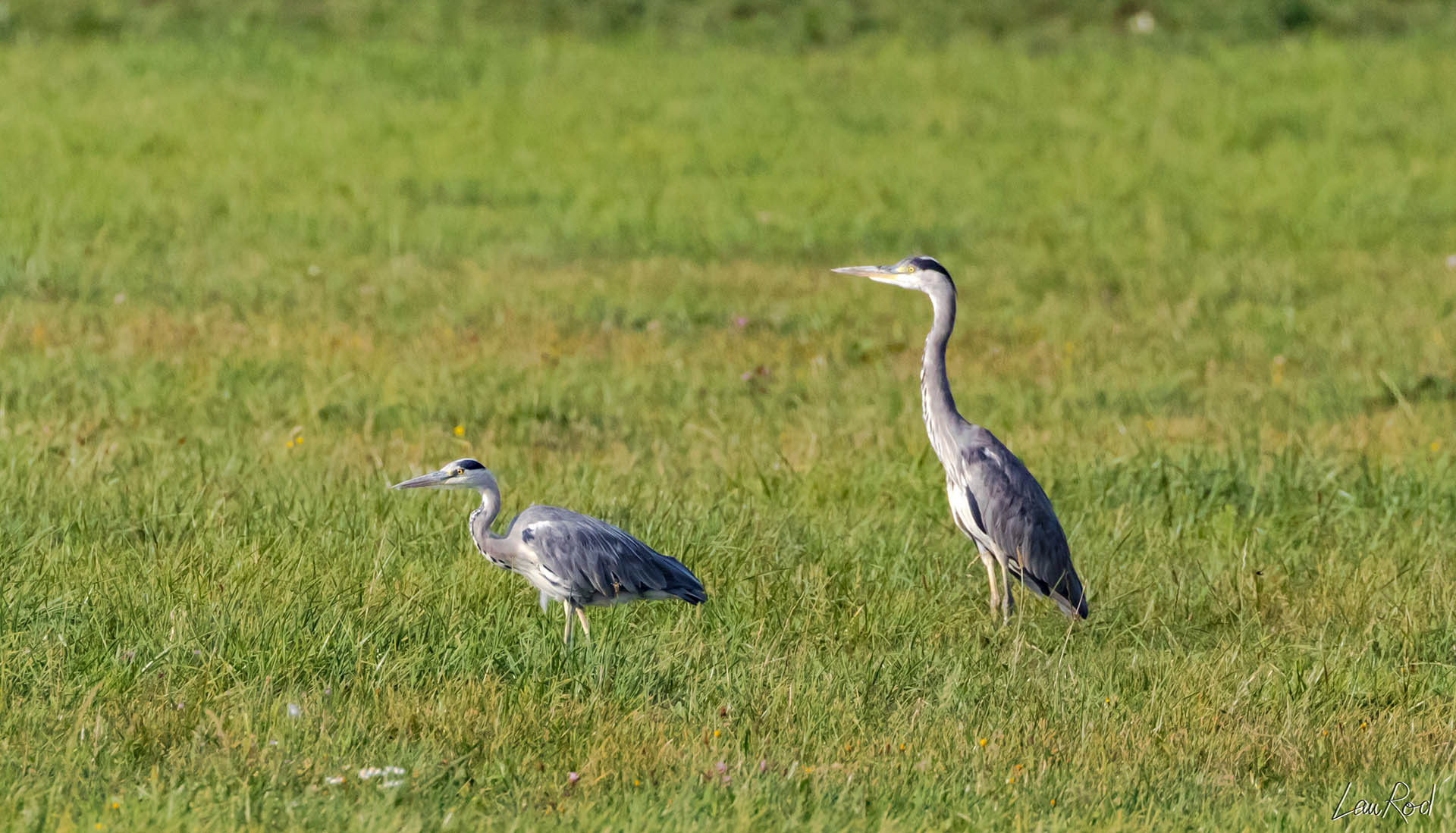 Hérons cendrés - OE 014