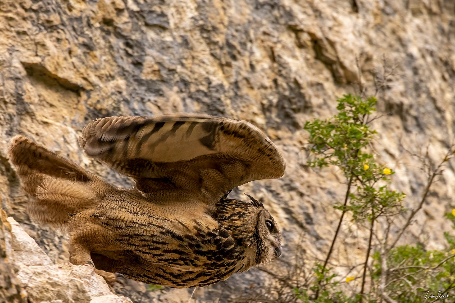 Grand duc femelle - OBJ082