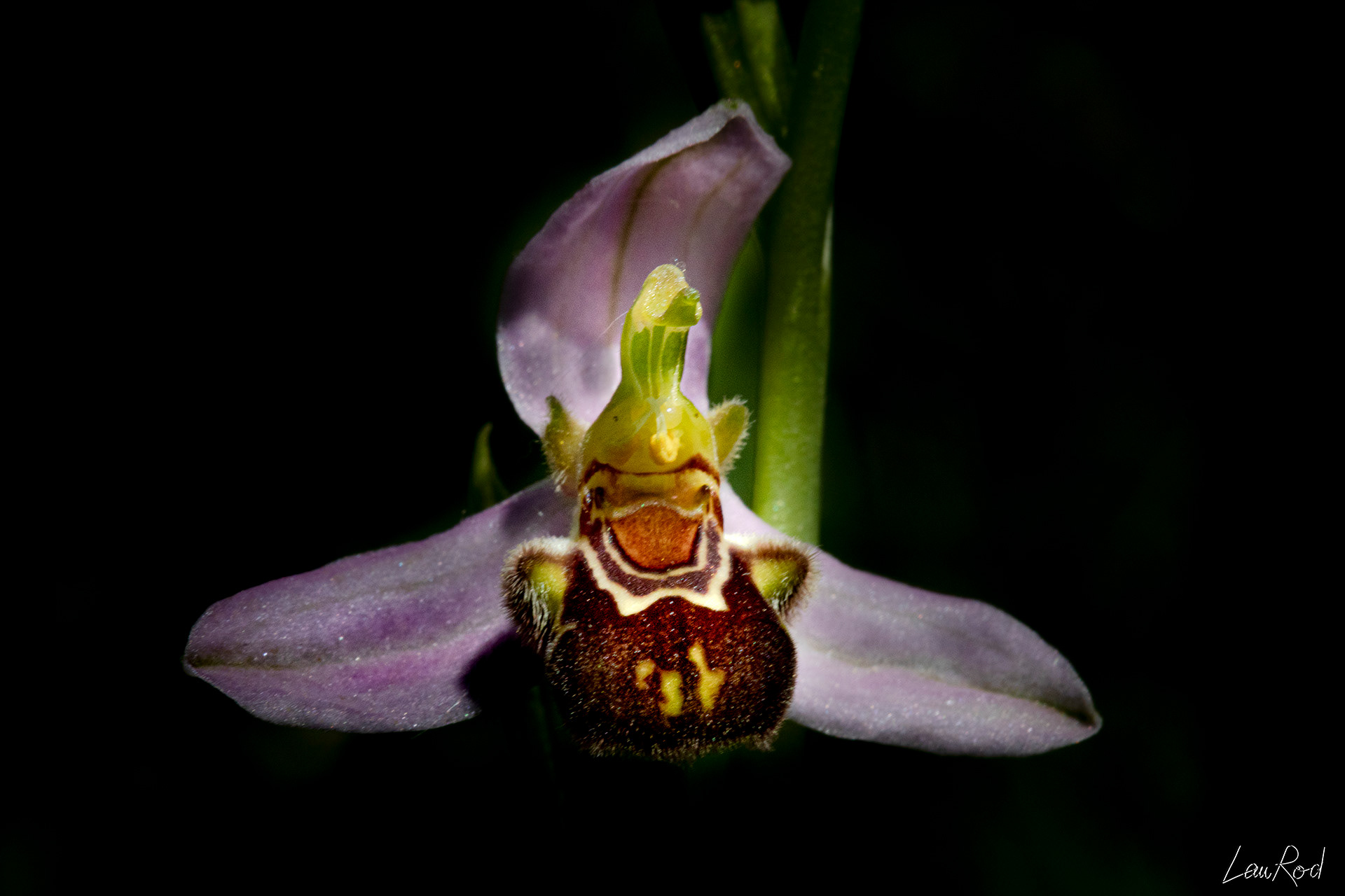 Ophrys abeille - F048