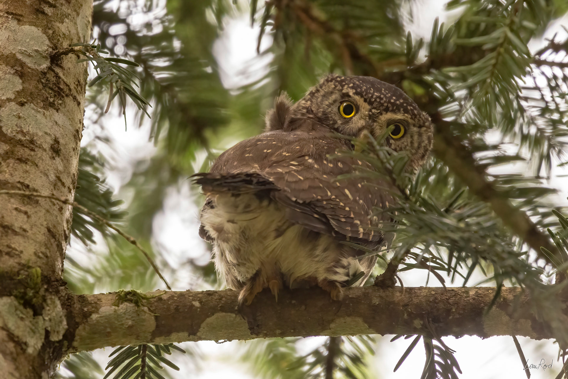 Chouette chevêchette - OBJ178