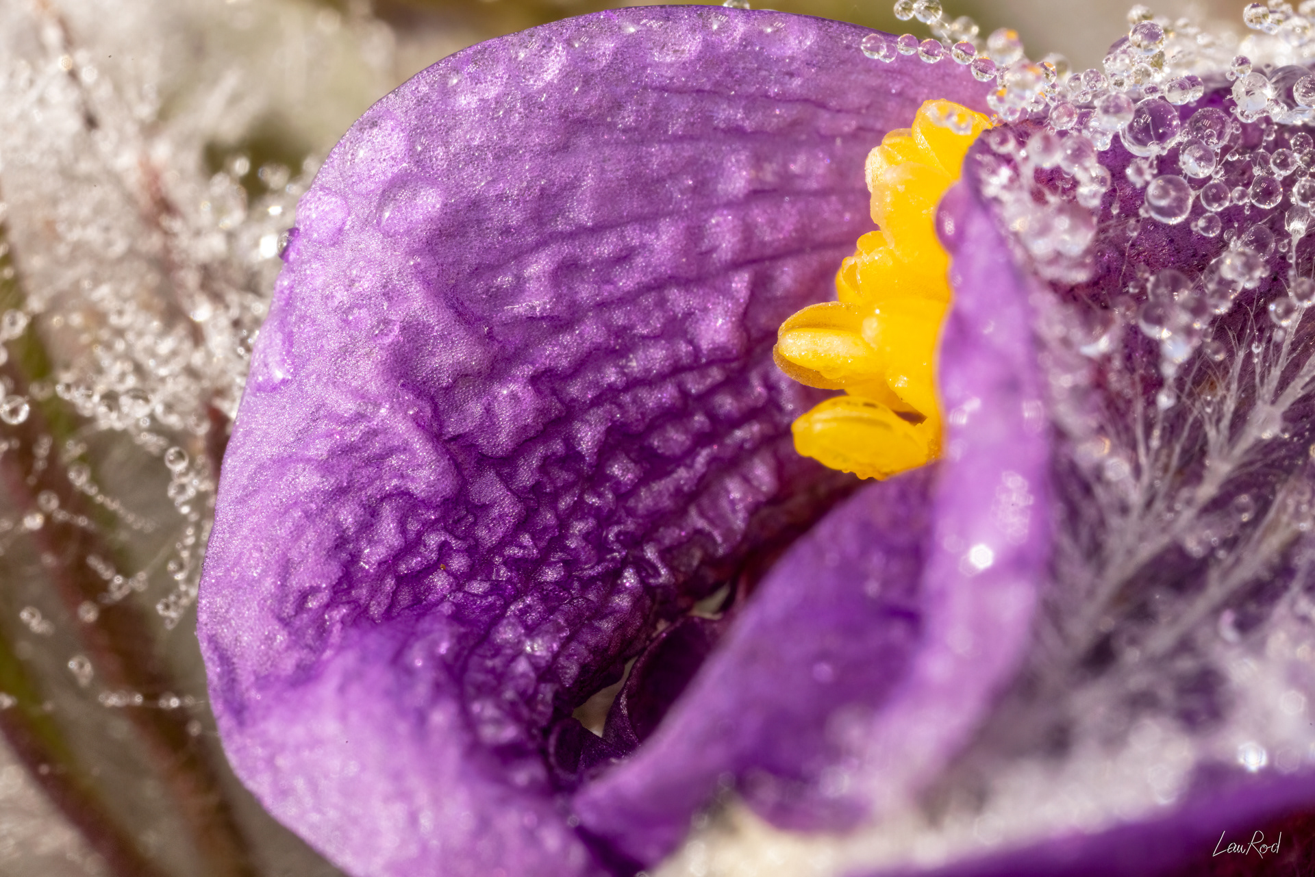 Anémone pulsatille - Mac19