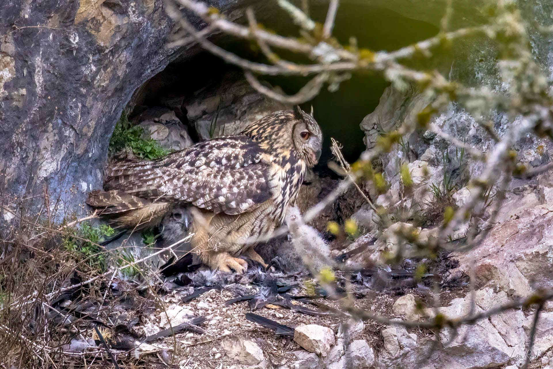 Hiboux Grand-duc - OBJ133