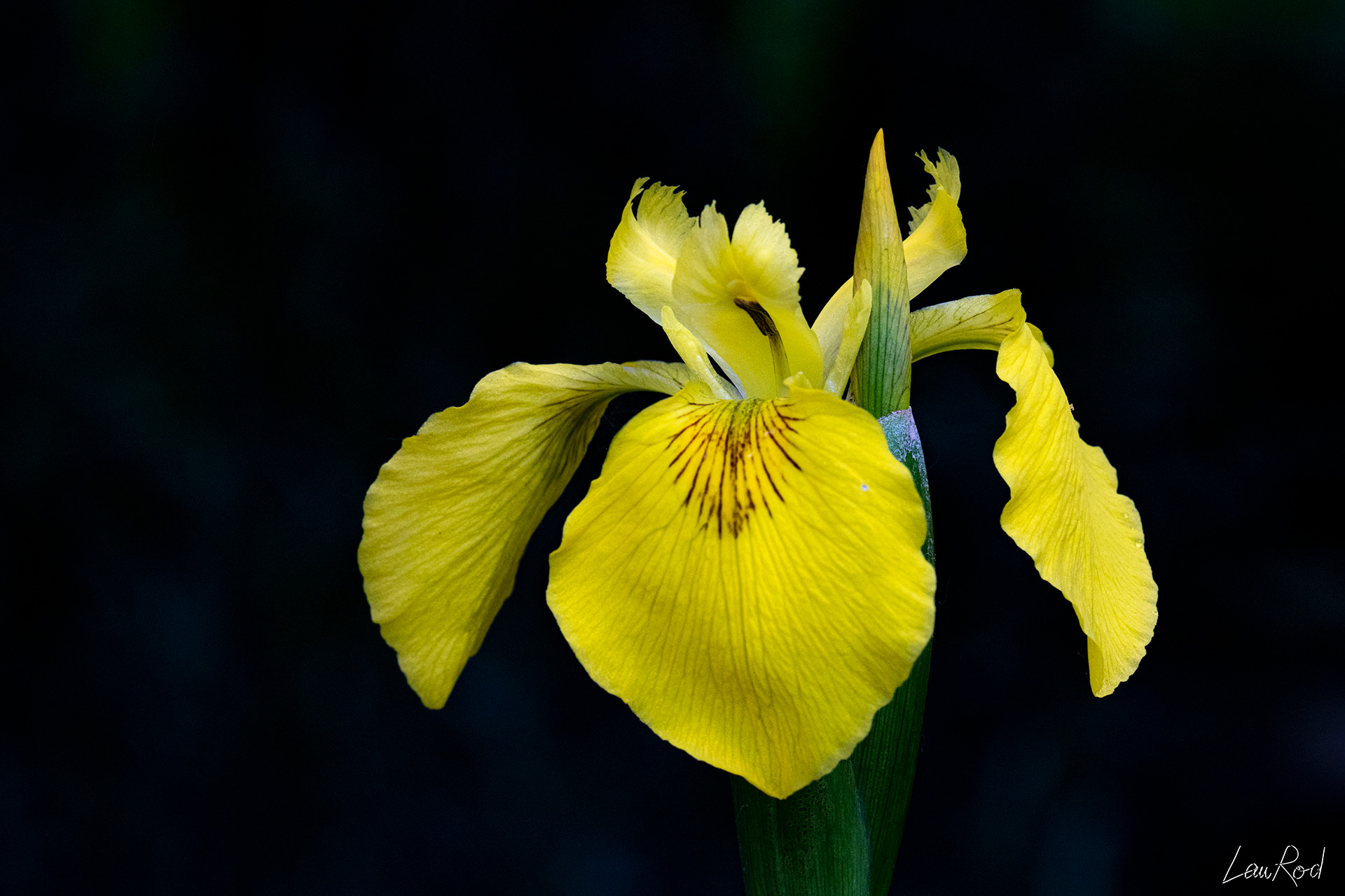 Iris des marais - F032