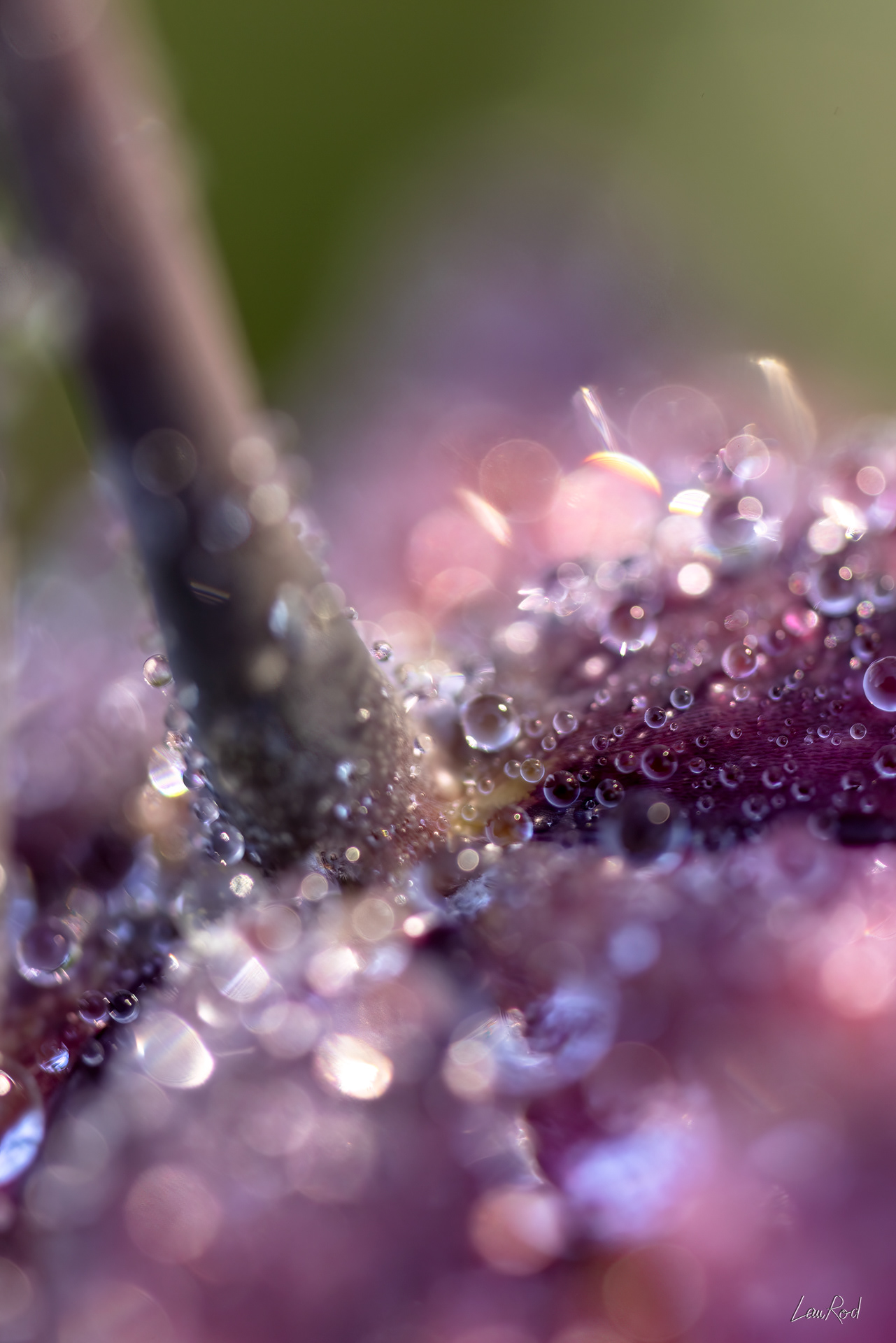 Fritillaire pintade - Mac08