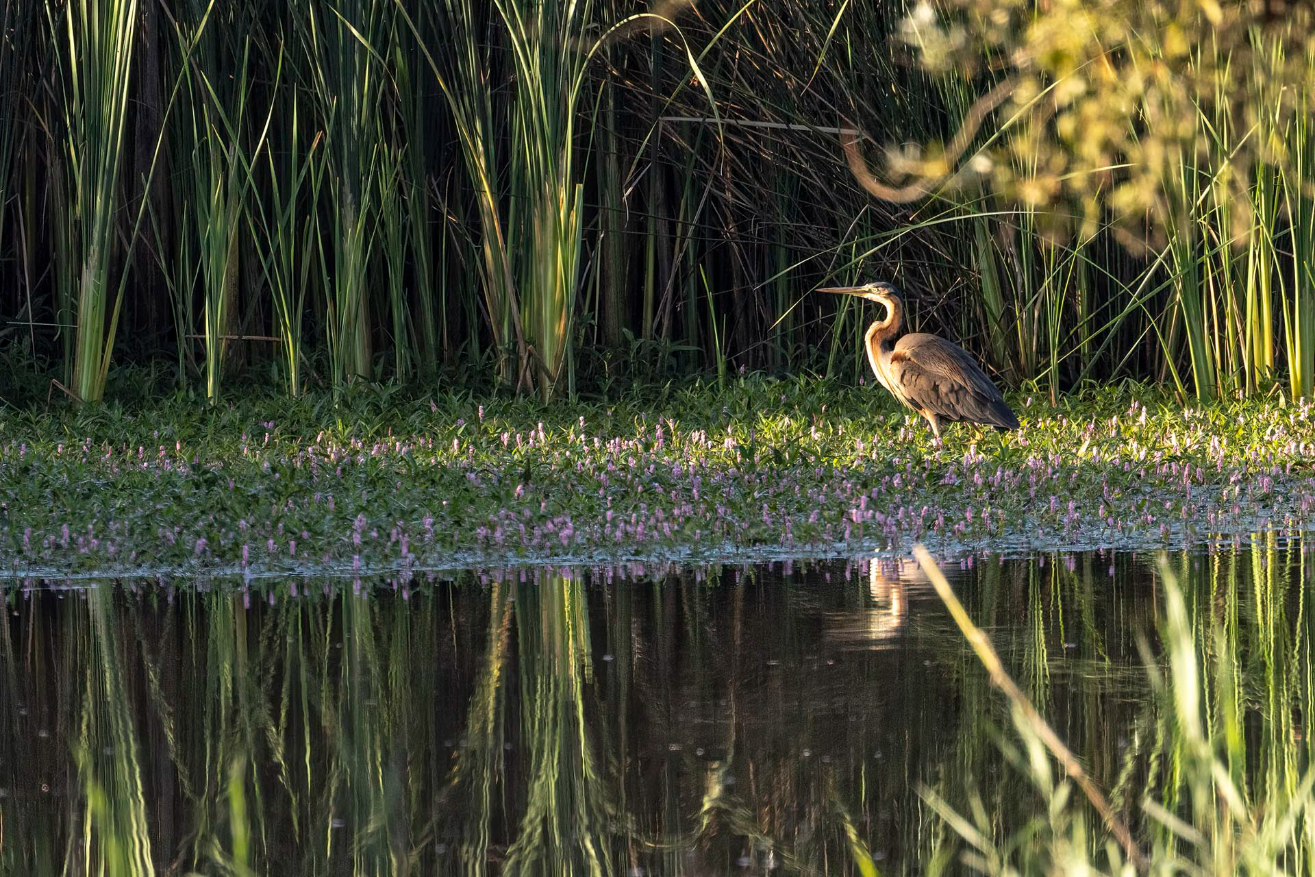 Héron pourpré - OE001Bis