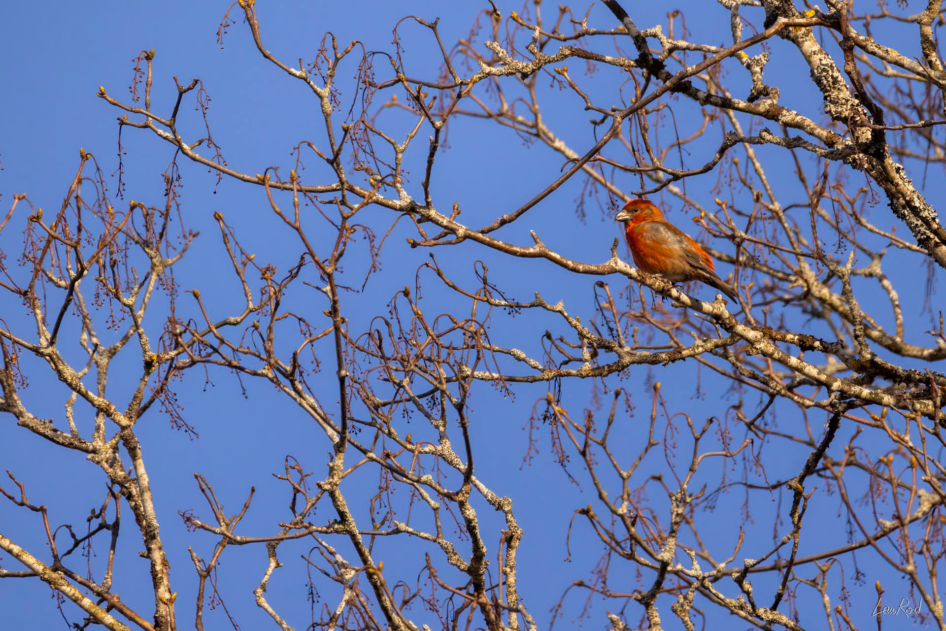 Bec-croisé des sapins - OBJ157