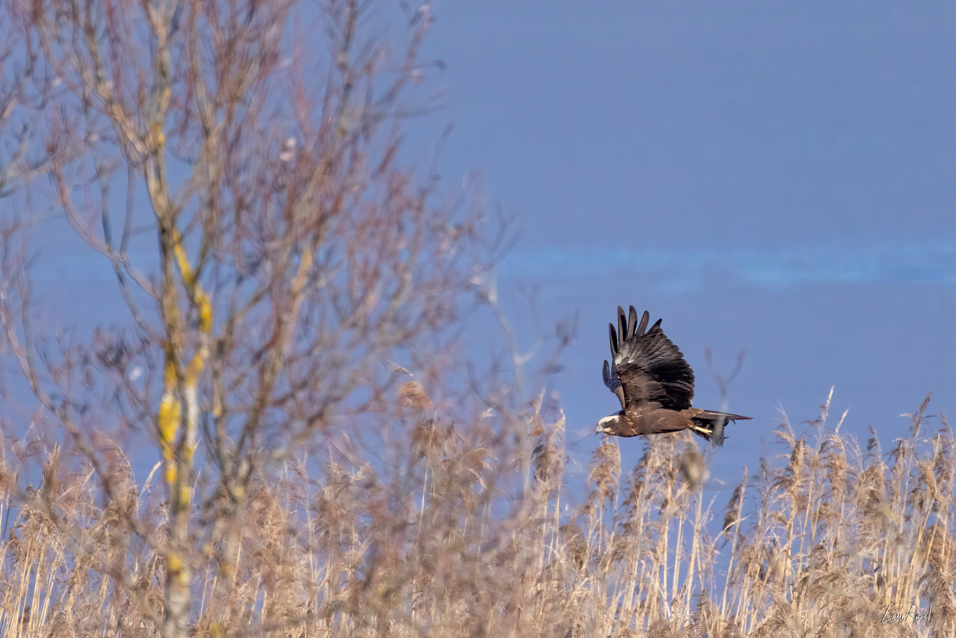 Busard des roseaux - OE101