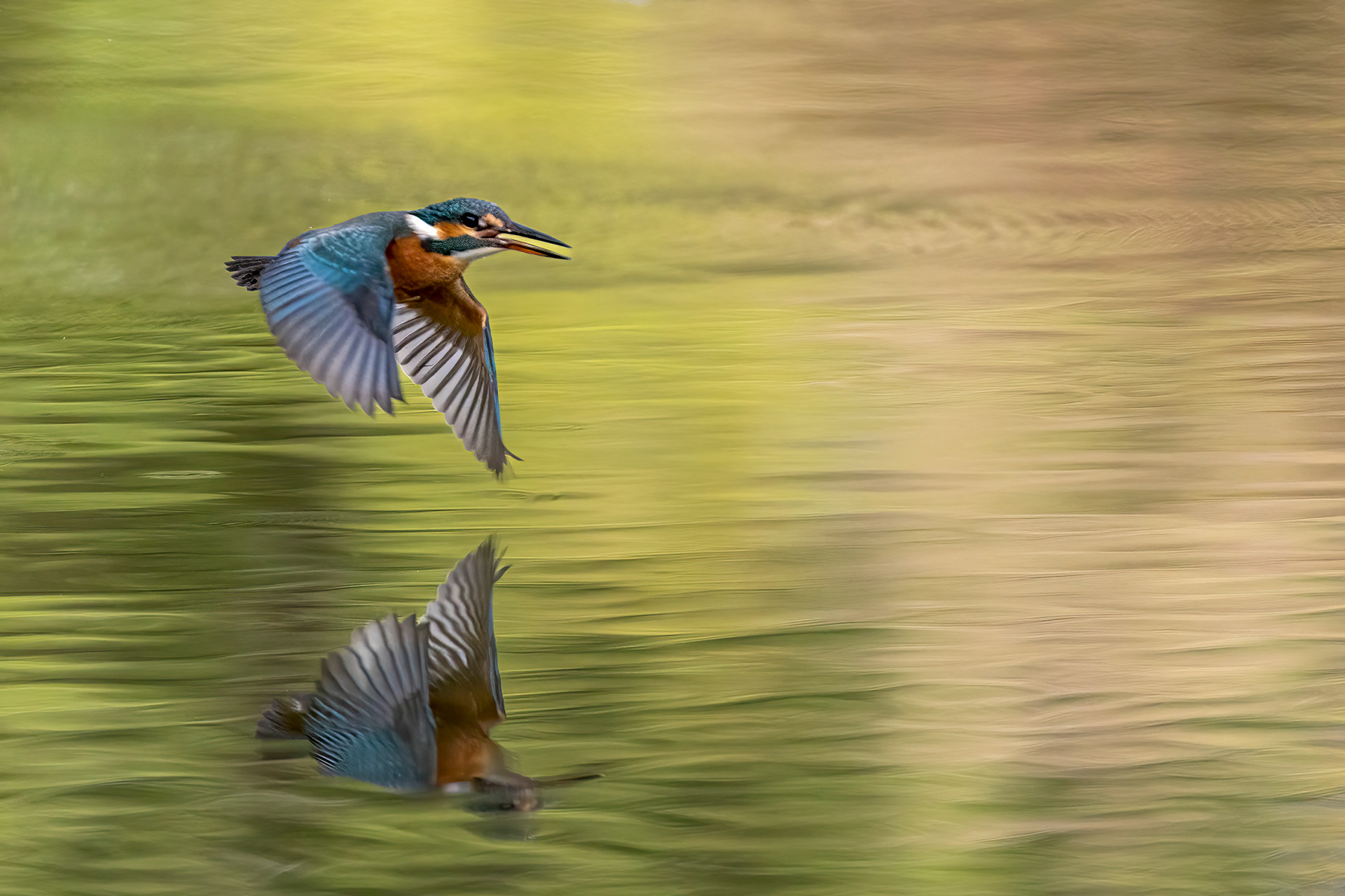 Martin pêcheur - OE 088