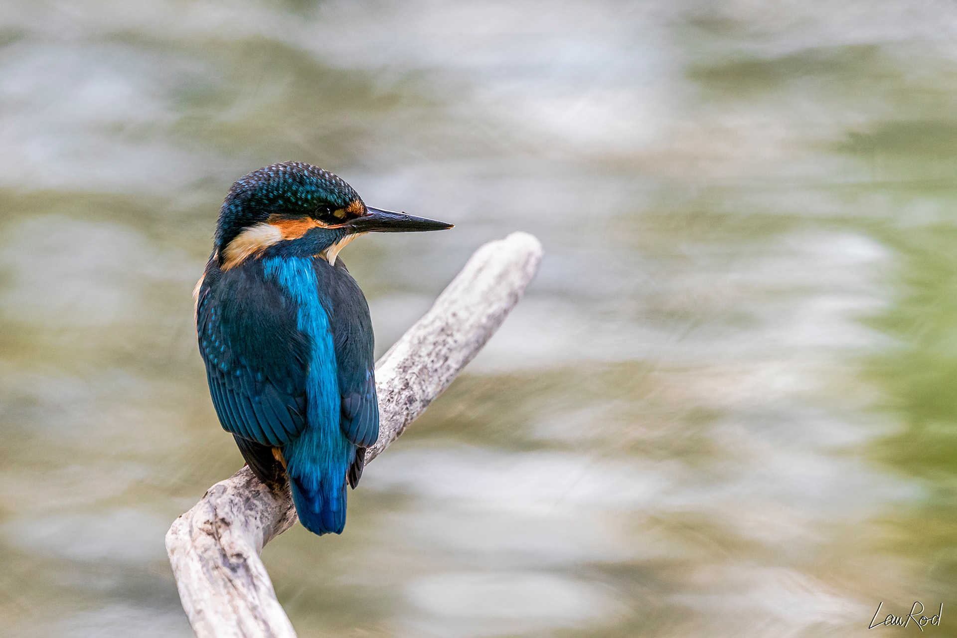 Martin pêcheur - OE 047