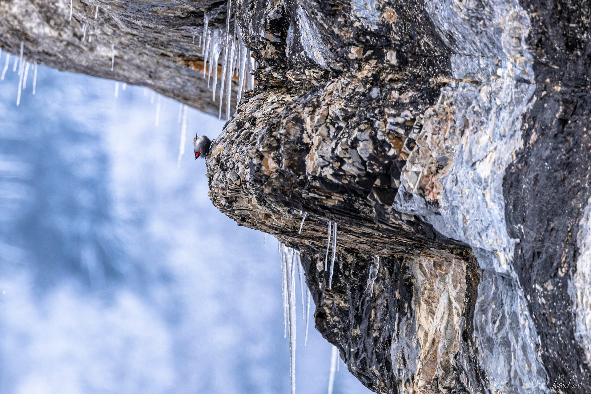 Tichodrome échelette - OBJ074