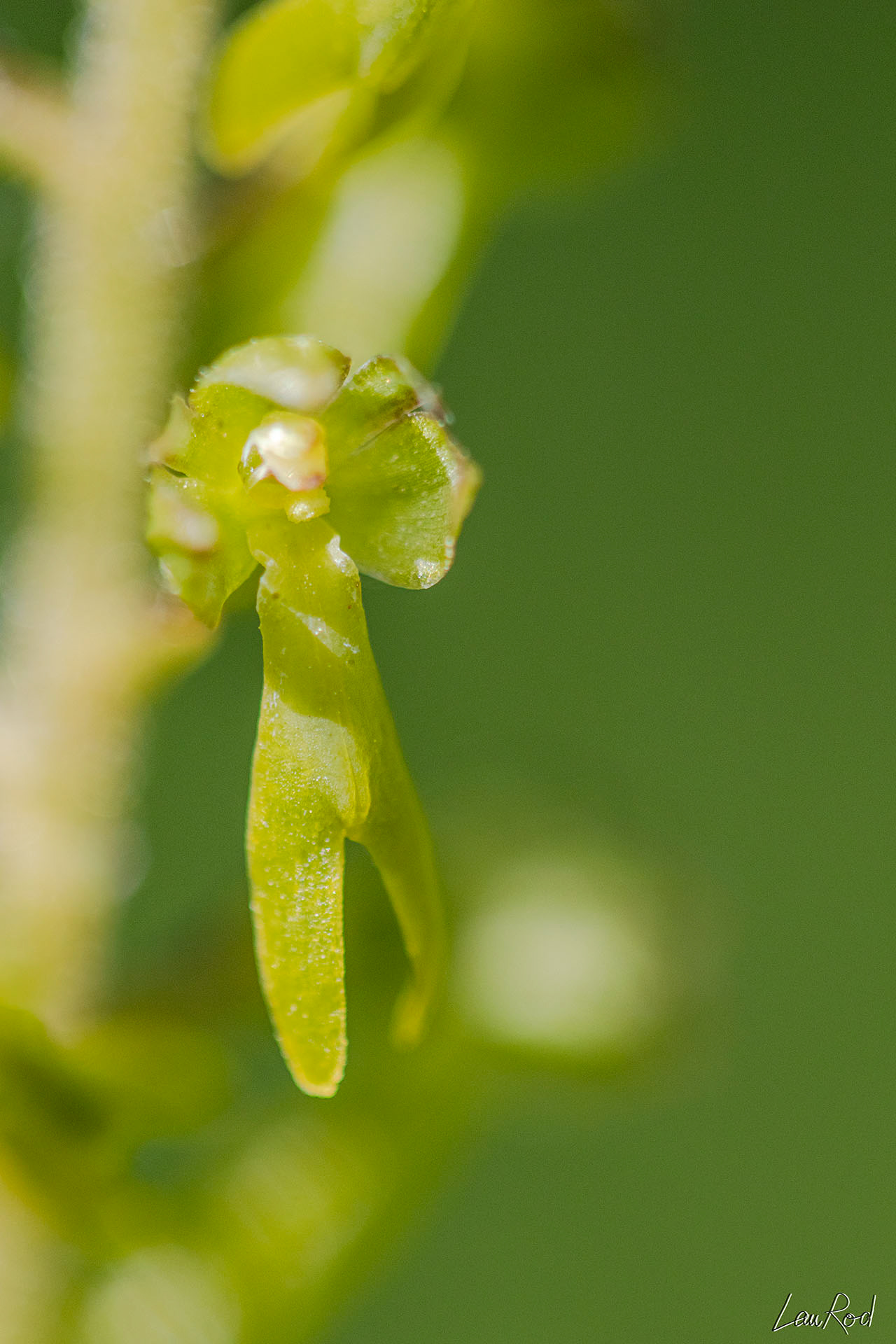 Listère à feuilles ovales - F041