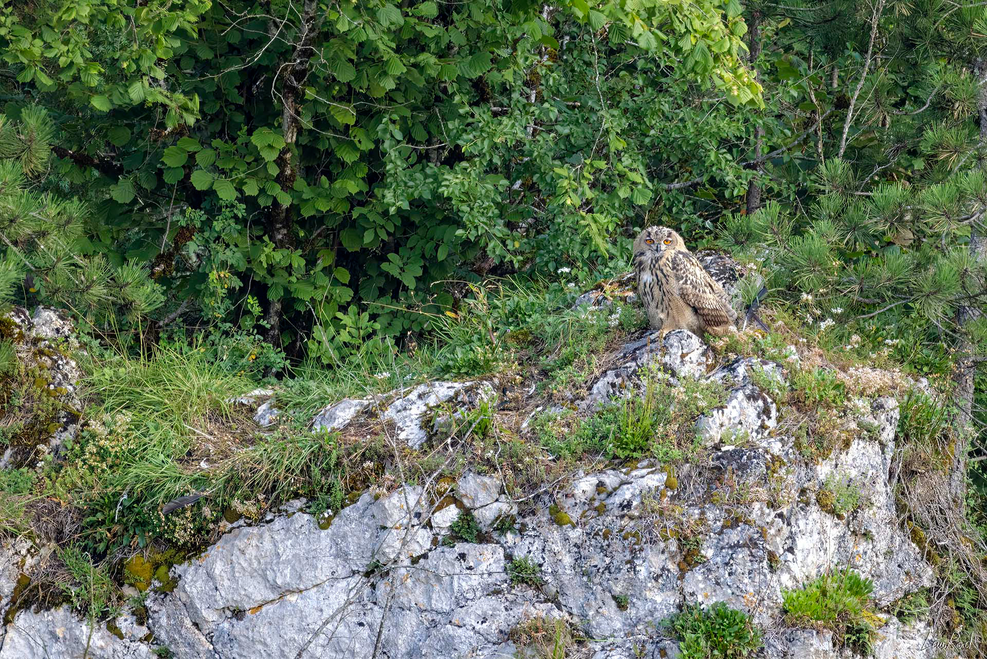 Grand duc jeune - OBJ090