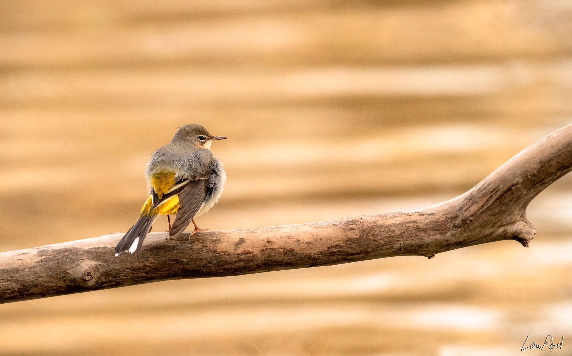 Bergeronnette des ruisseaux - OE 051