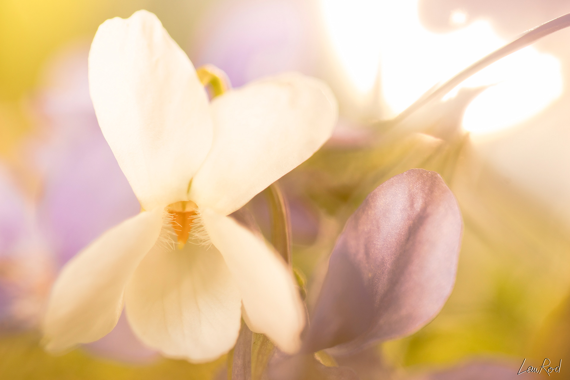 Violette odorante - F021