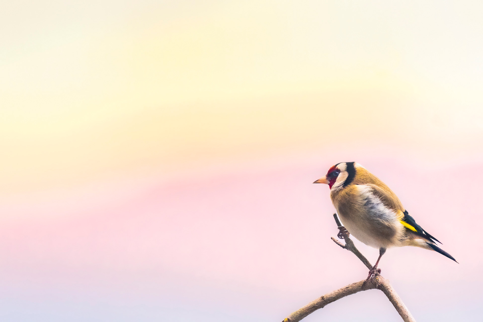 Chardonneret élégant - OBJ126
