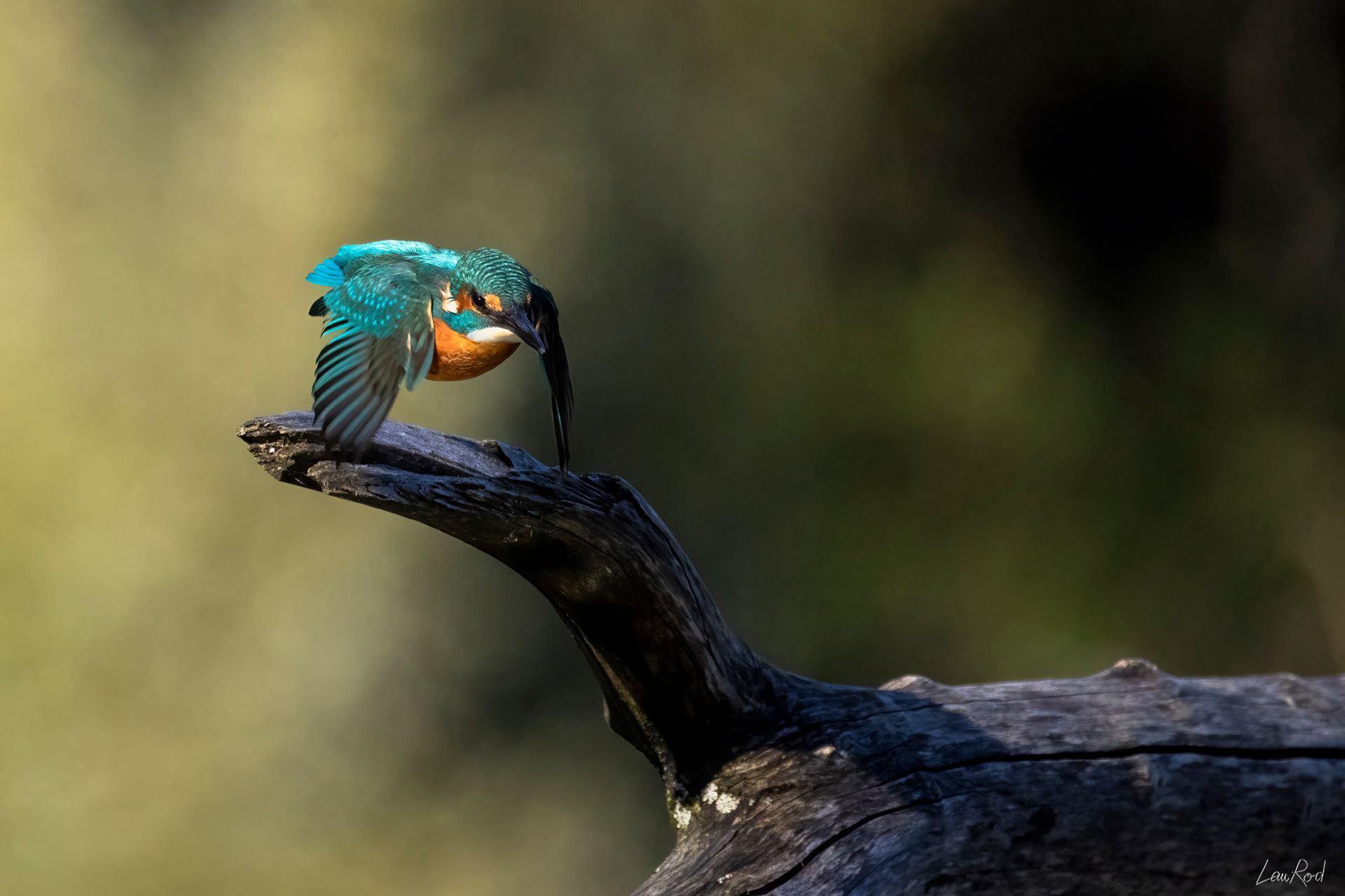 Martin pêcheur - OE 061