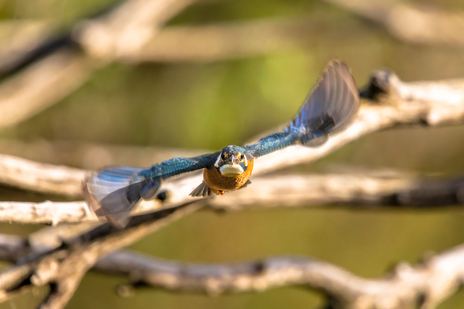 Martin pêcheur - OE 086