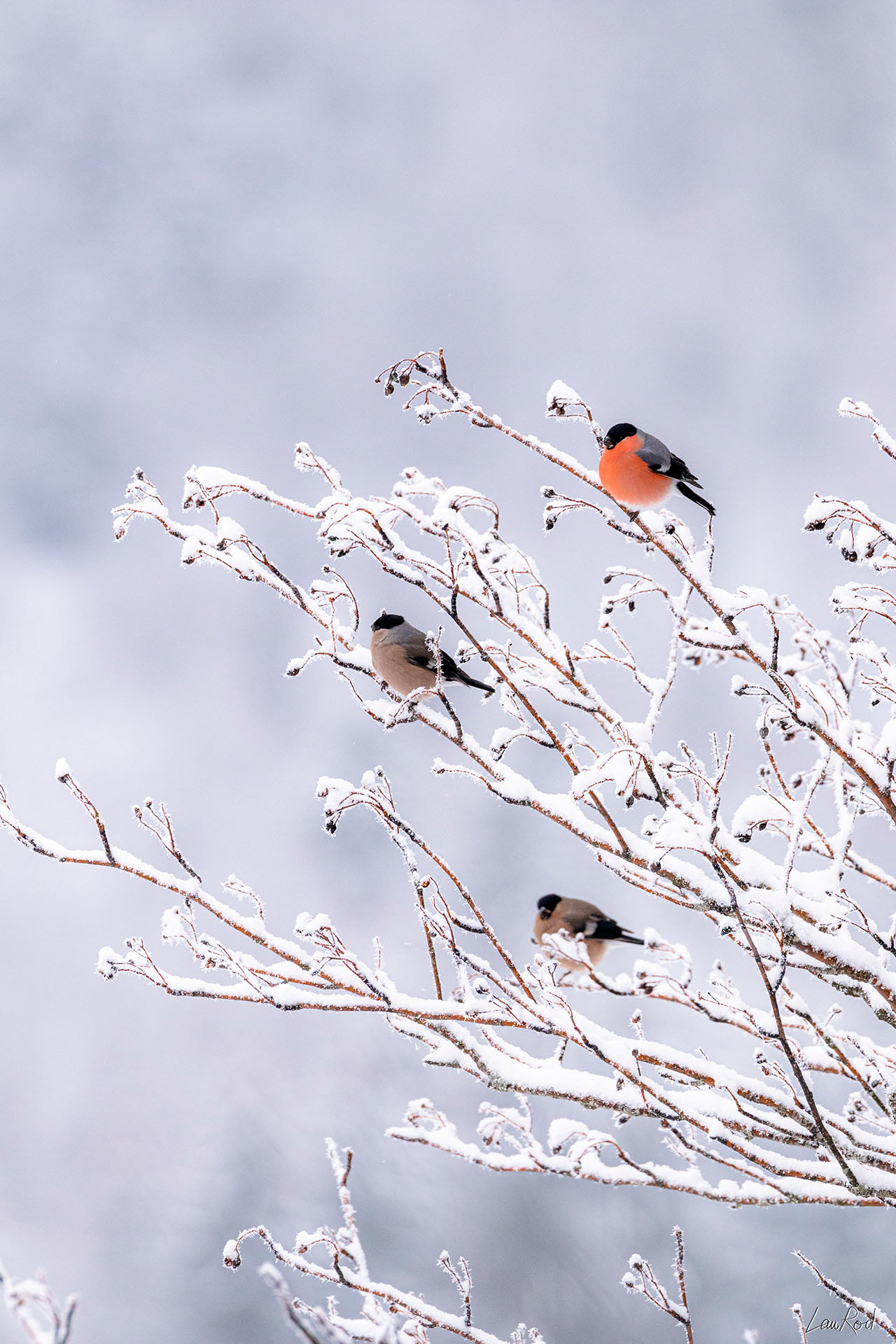 Bouvreuils pivoine - OBJ072