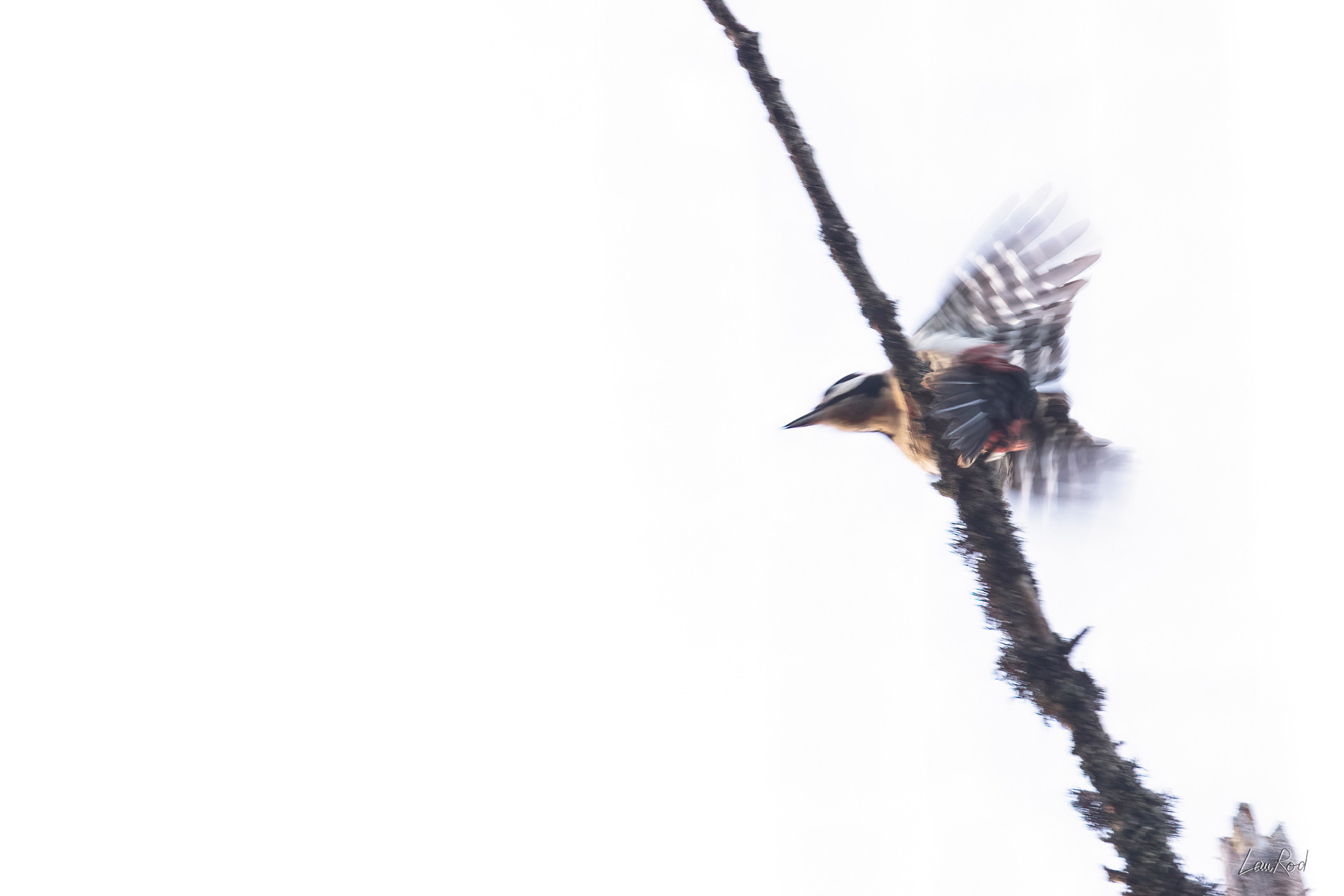 Pic épeiche - OBJ159